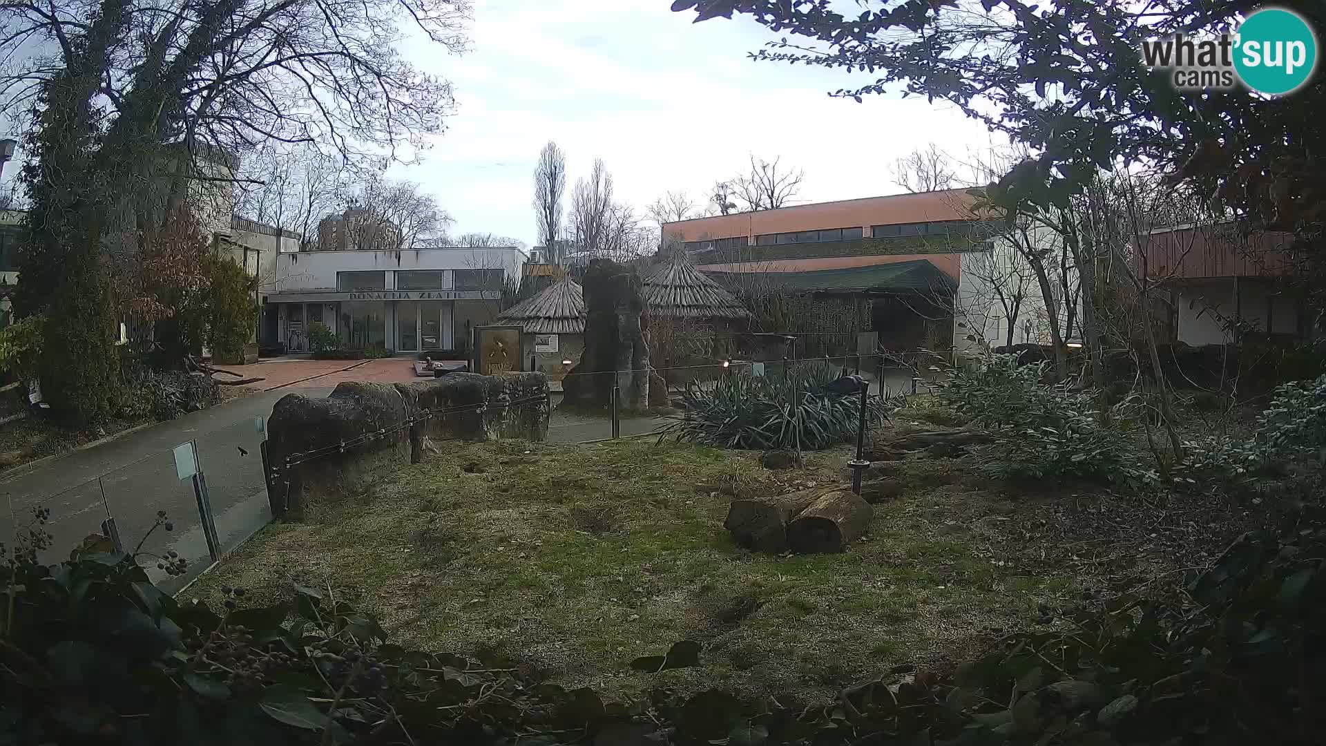 Zoo Zagreb – Suricate