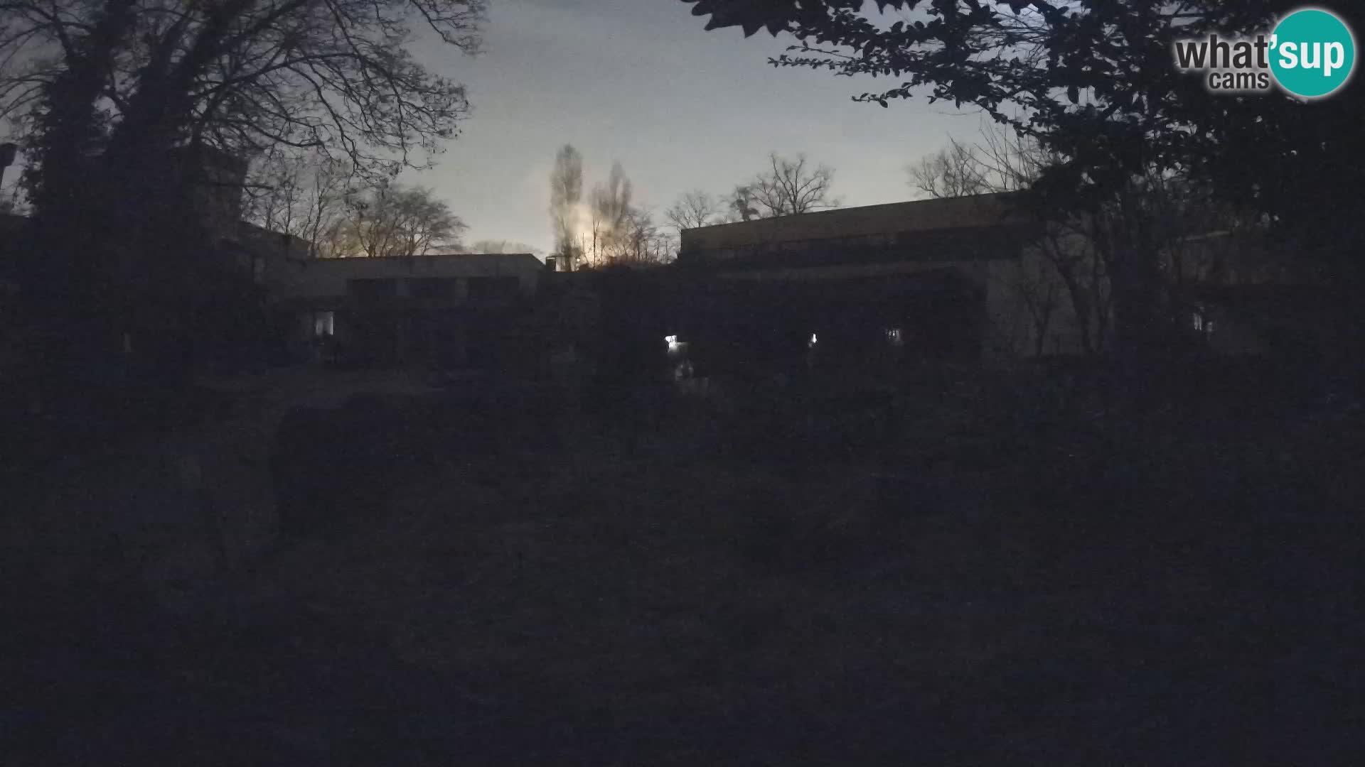 Zoo Zagreb – Suricata