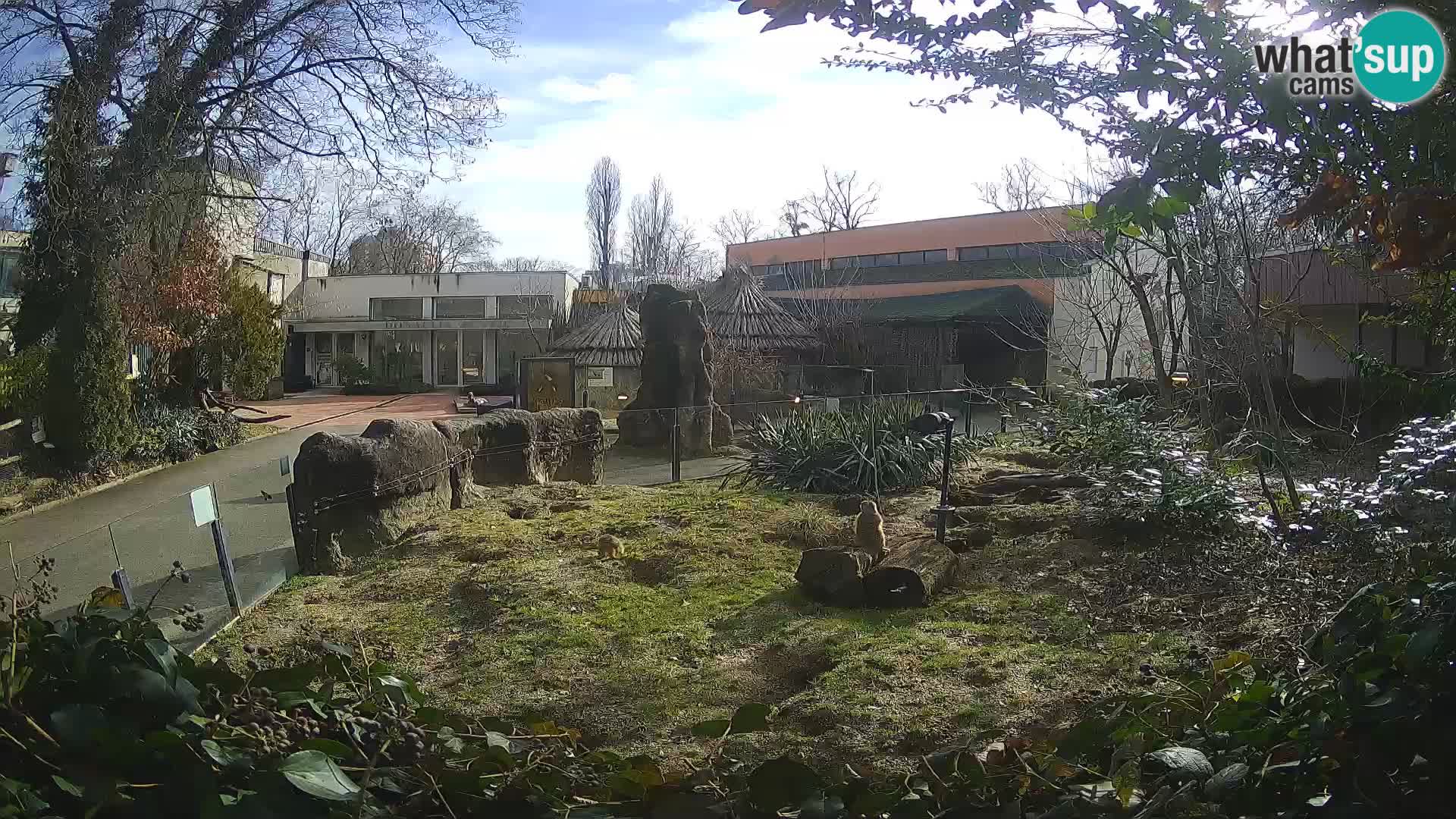 Zoo Zagreb – Surikate