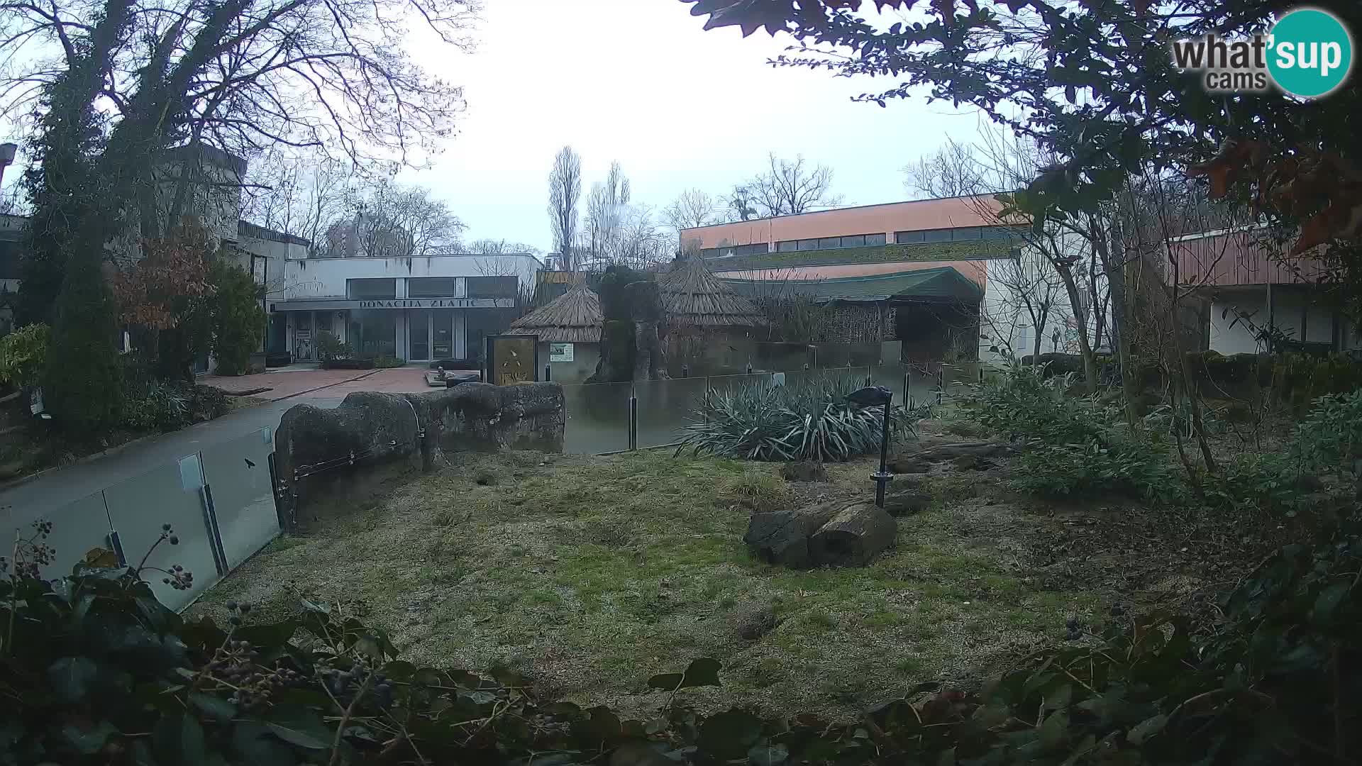 Zoo Zagreb – Suricata