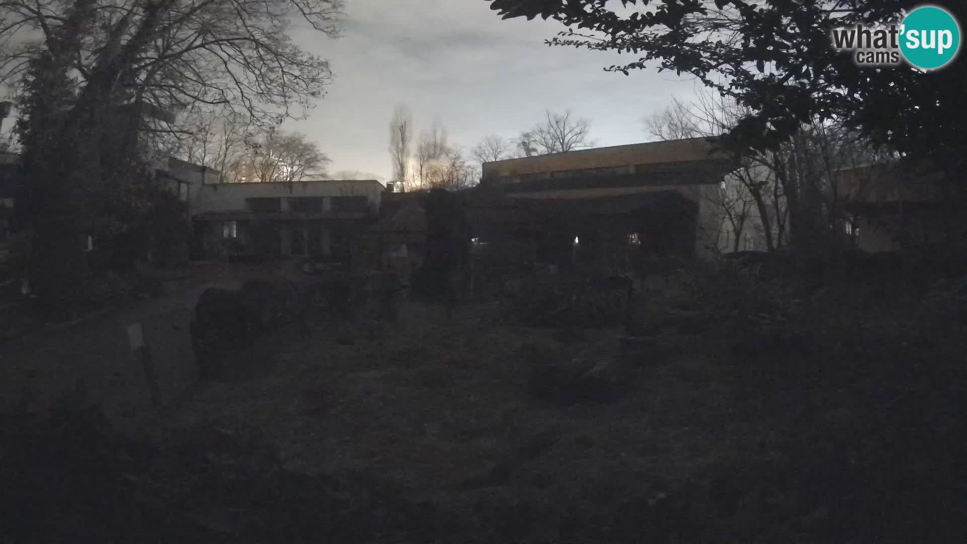 Zoo Zagreb – Merkat