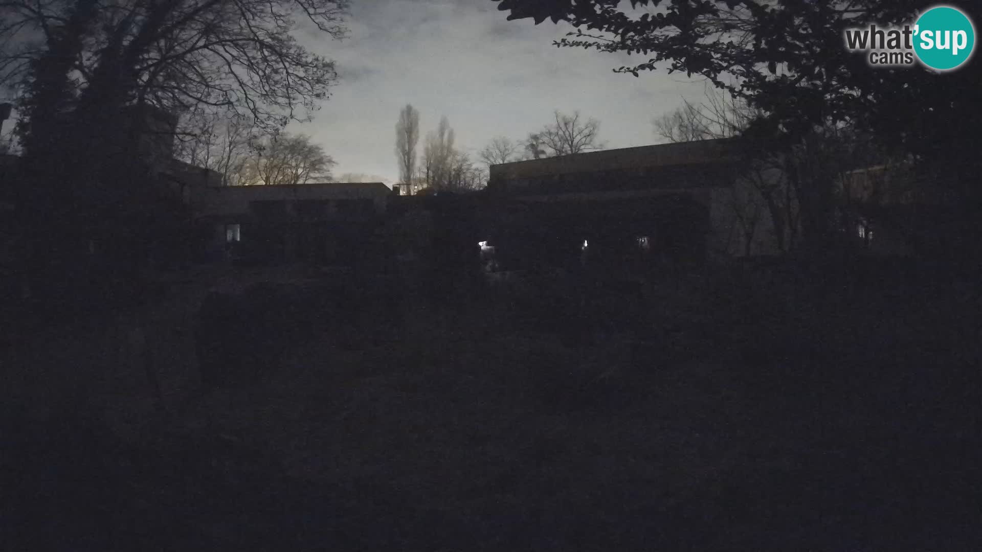 Zoo Zagreb – Suricata