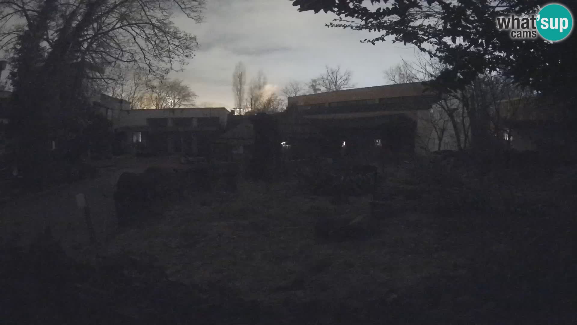 Zoo Zagreb – Merkat