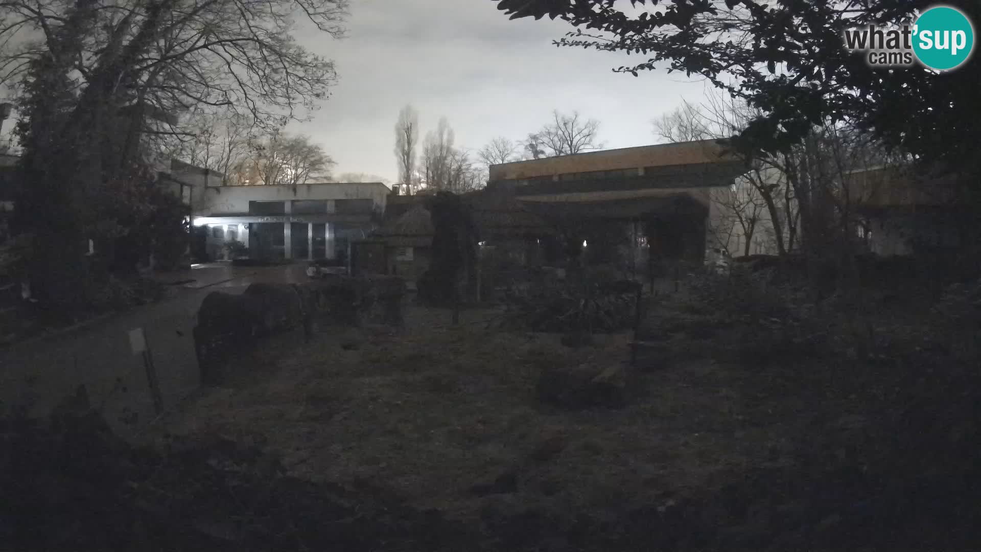 Zoo Zagreb – Suricata