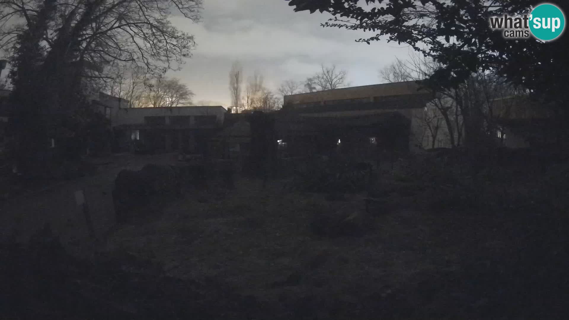 Zoo Zagreb – Meerkat (Suricate)