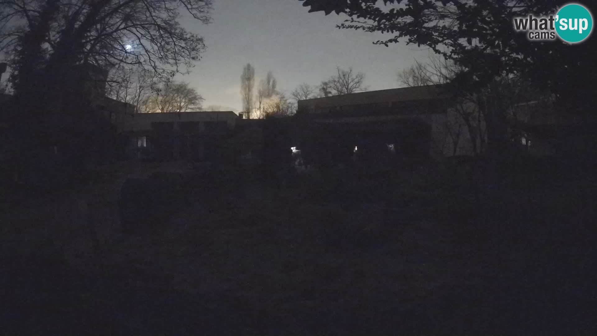 Zoo Zagreb – Merkat