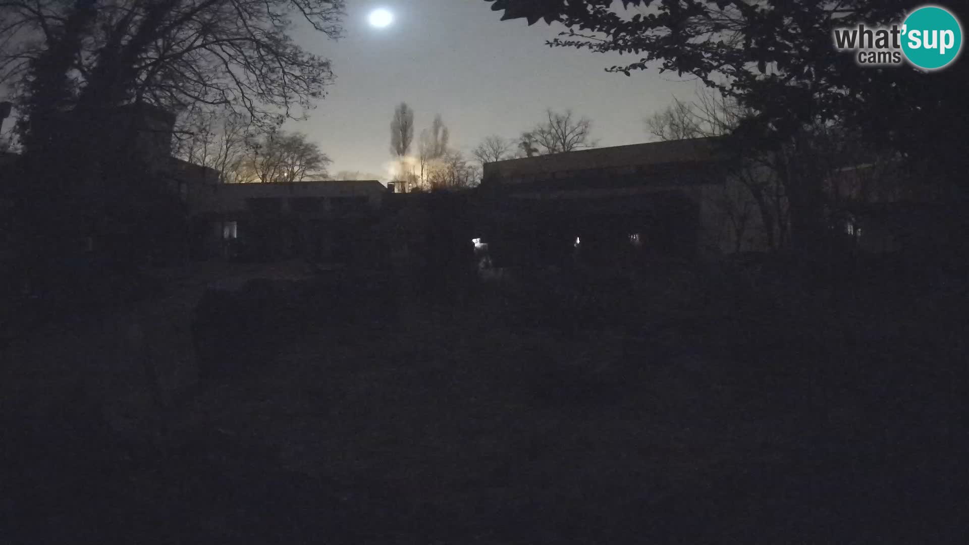 Zoo Zagreb – Suricata