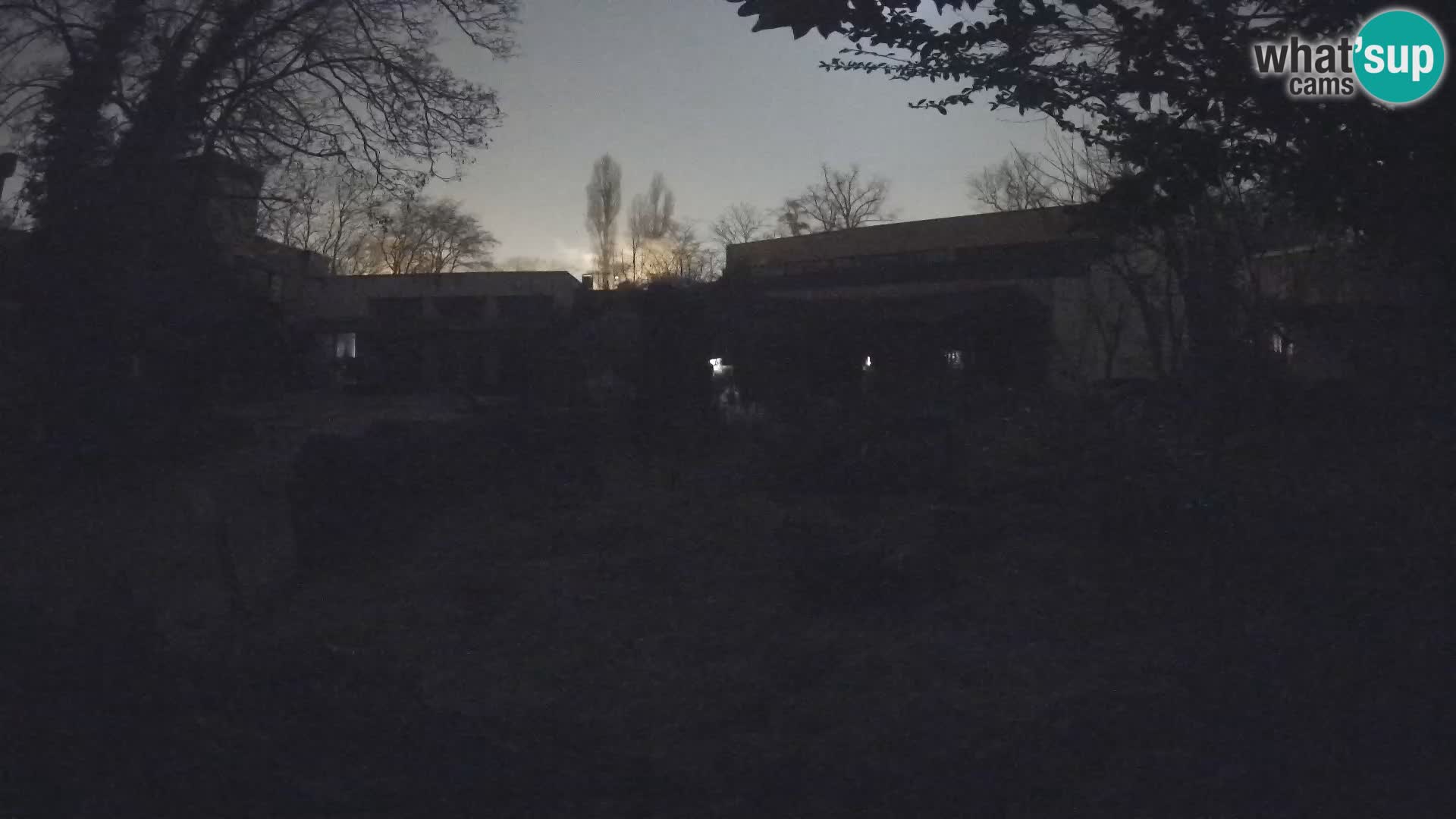 Zoo Zagreb – Merkat