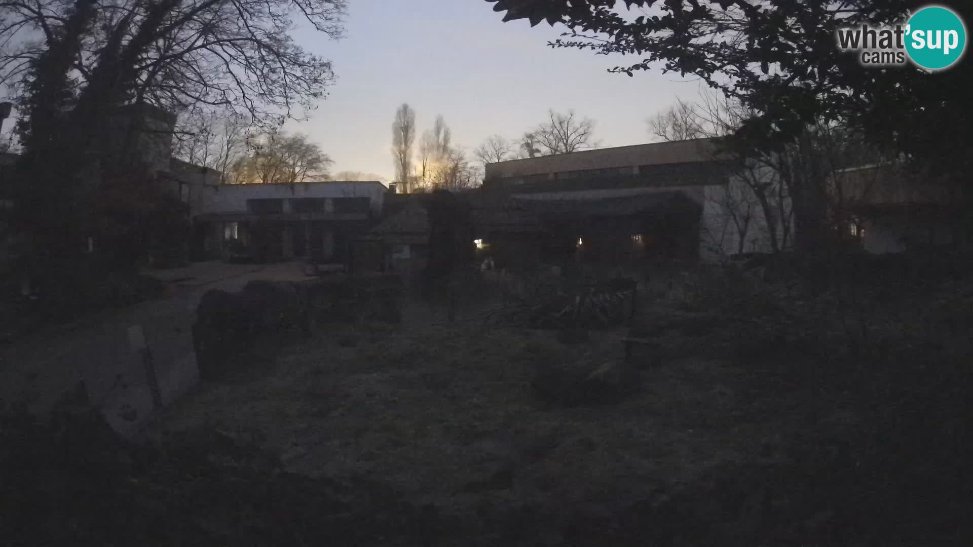 Zoo Zagreb – Merkat