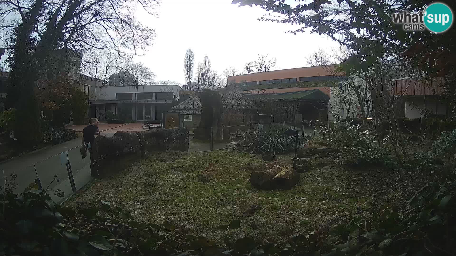 Zoo Zagreb – Merkat