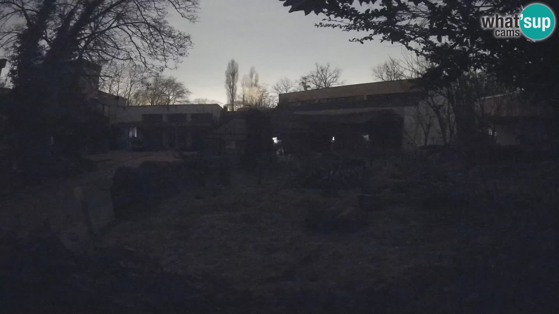 Zoo Zagreb – Surikate