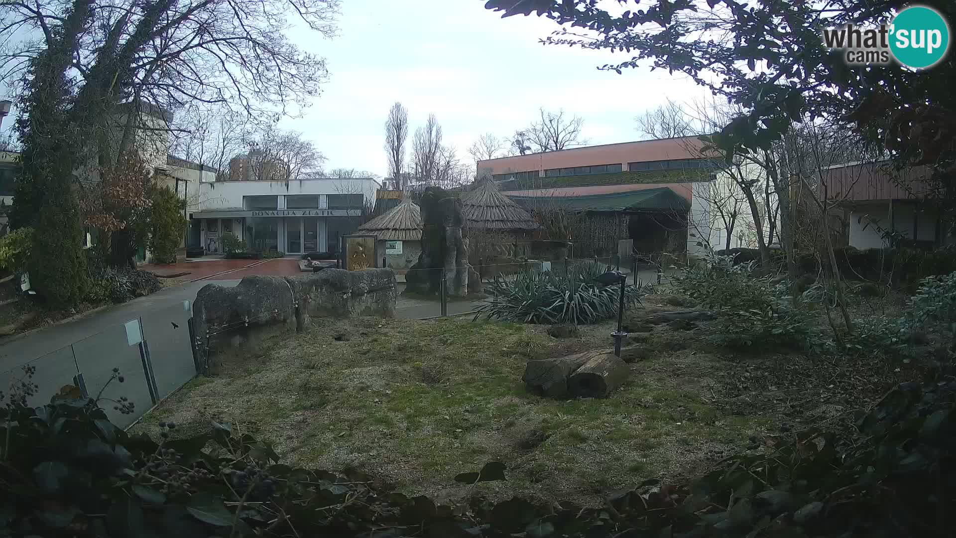 Zoo Zagreb – Surikate