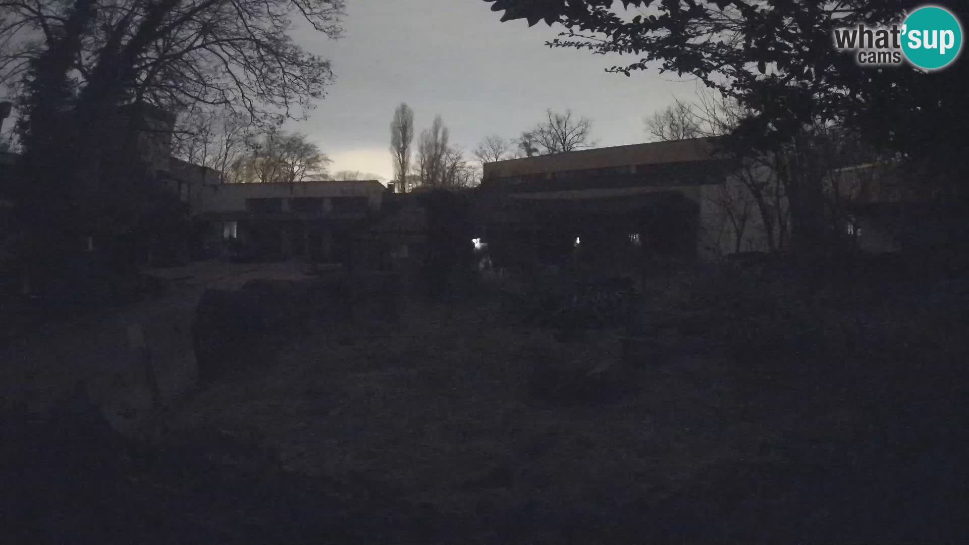 Zoo Zagreb – Suricate