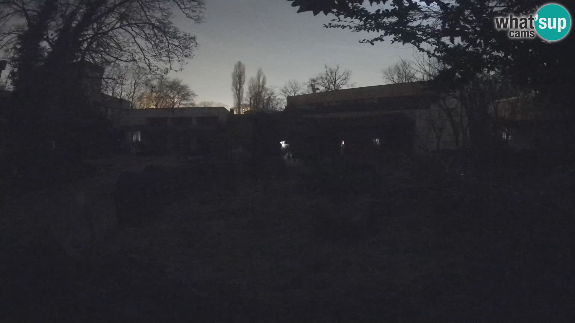 Zoo Zagreb – Suricata