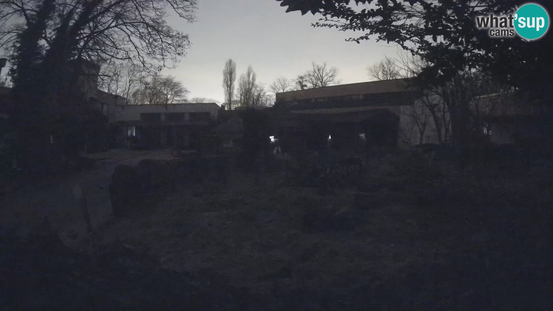 Zoo Zagreb – Merkat