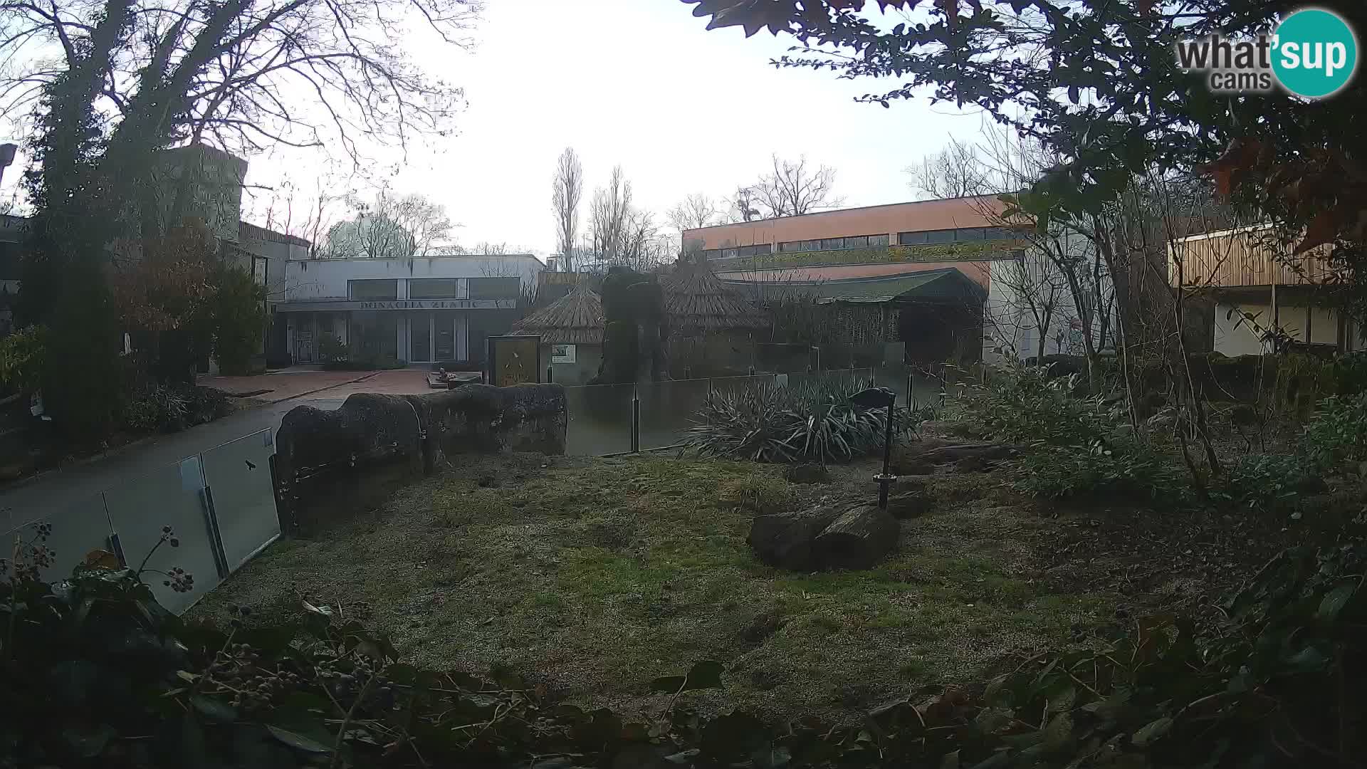 Zoo Zagreb – Merkat