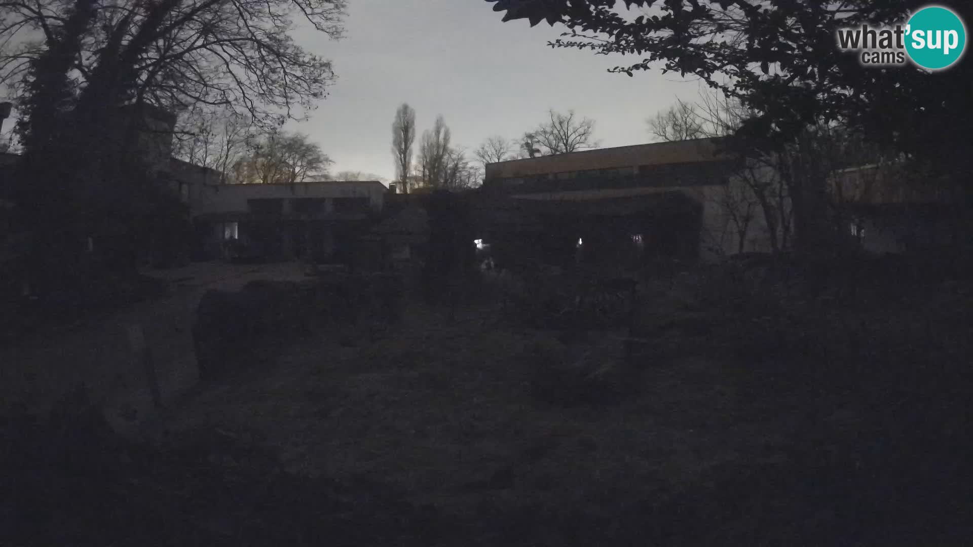 Zoo Zagreb – Suricate