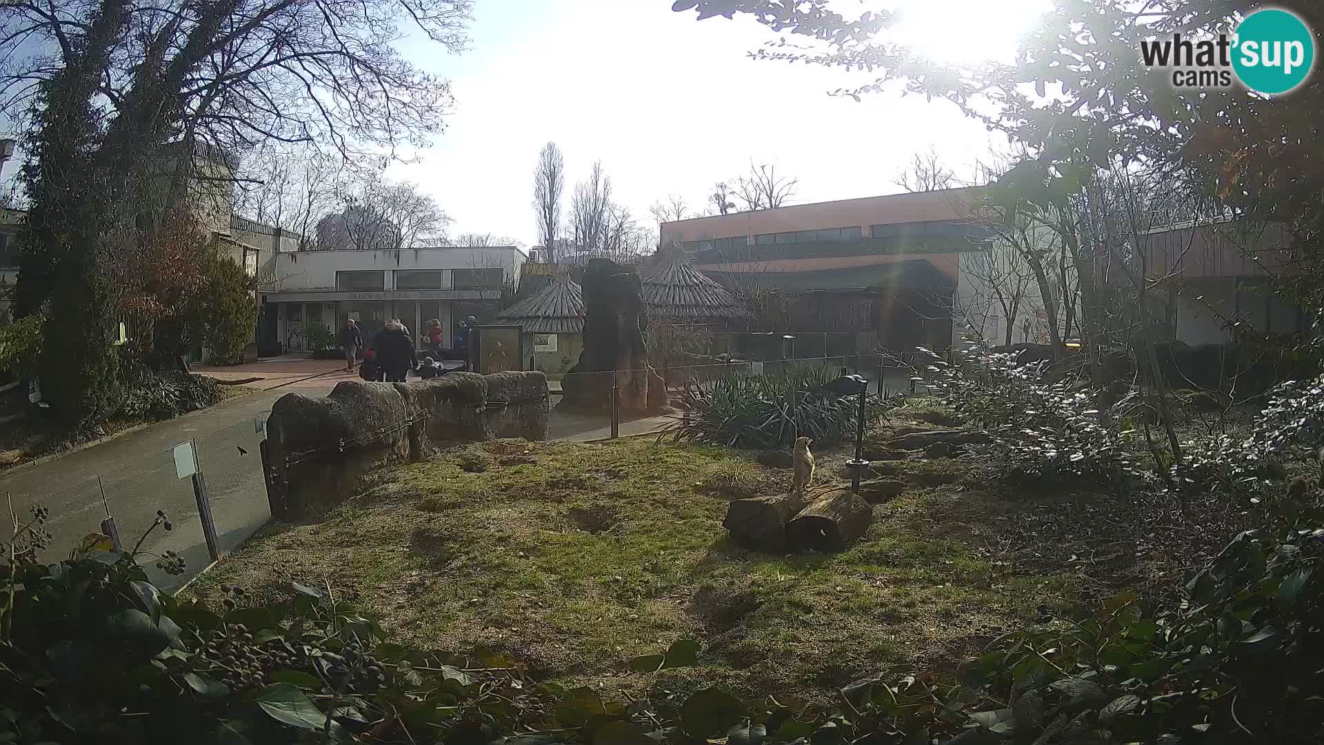 Zoo Zagreb – Erdmännchen