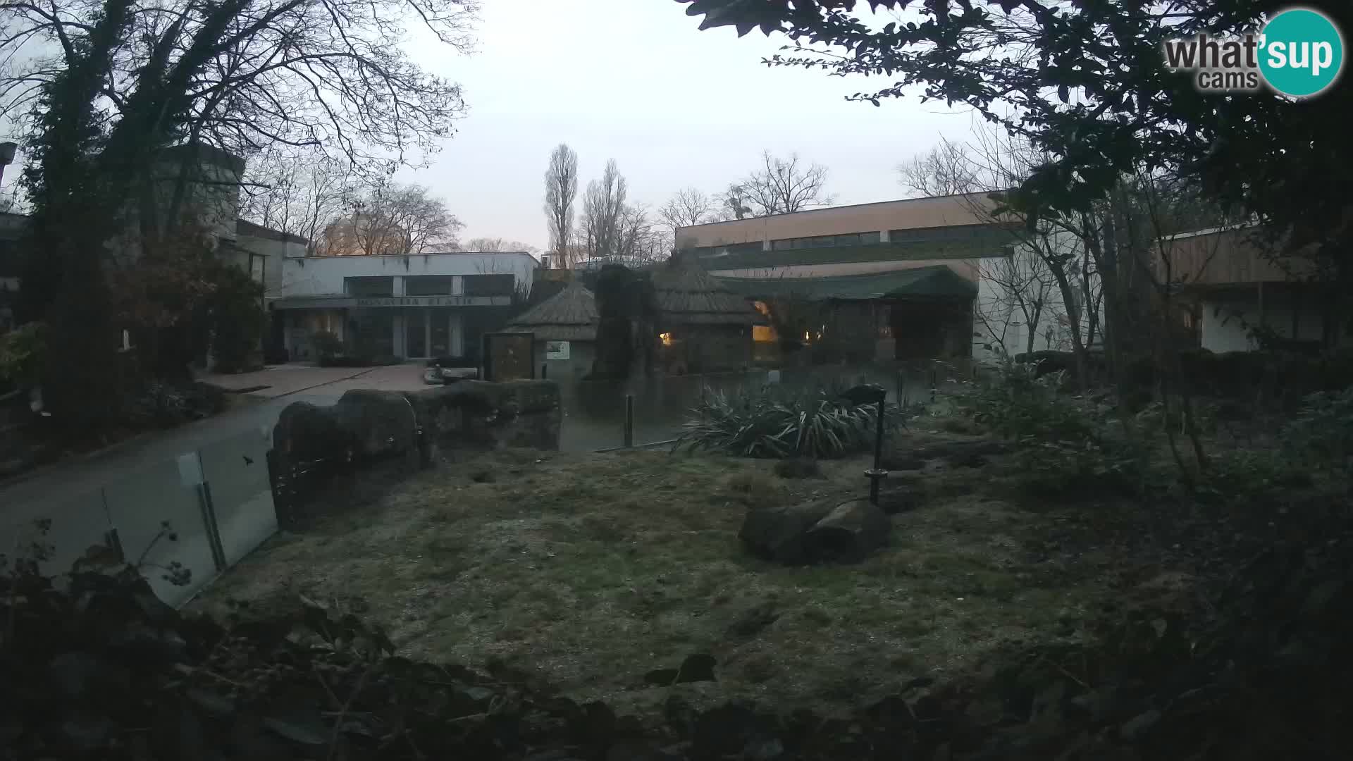 Zoo Zagreb – Suricata