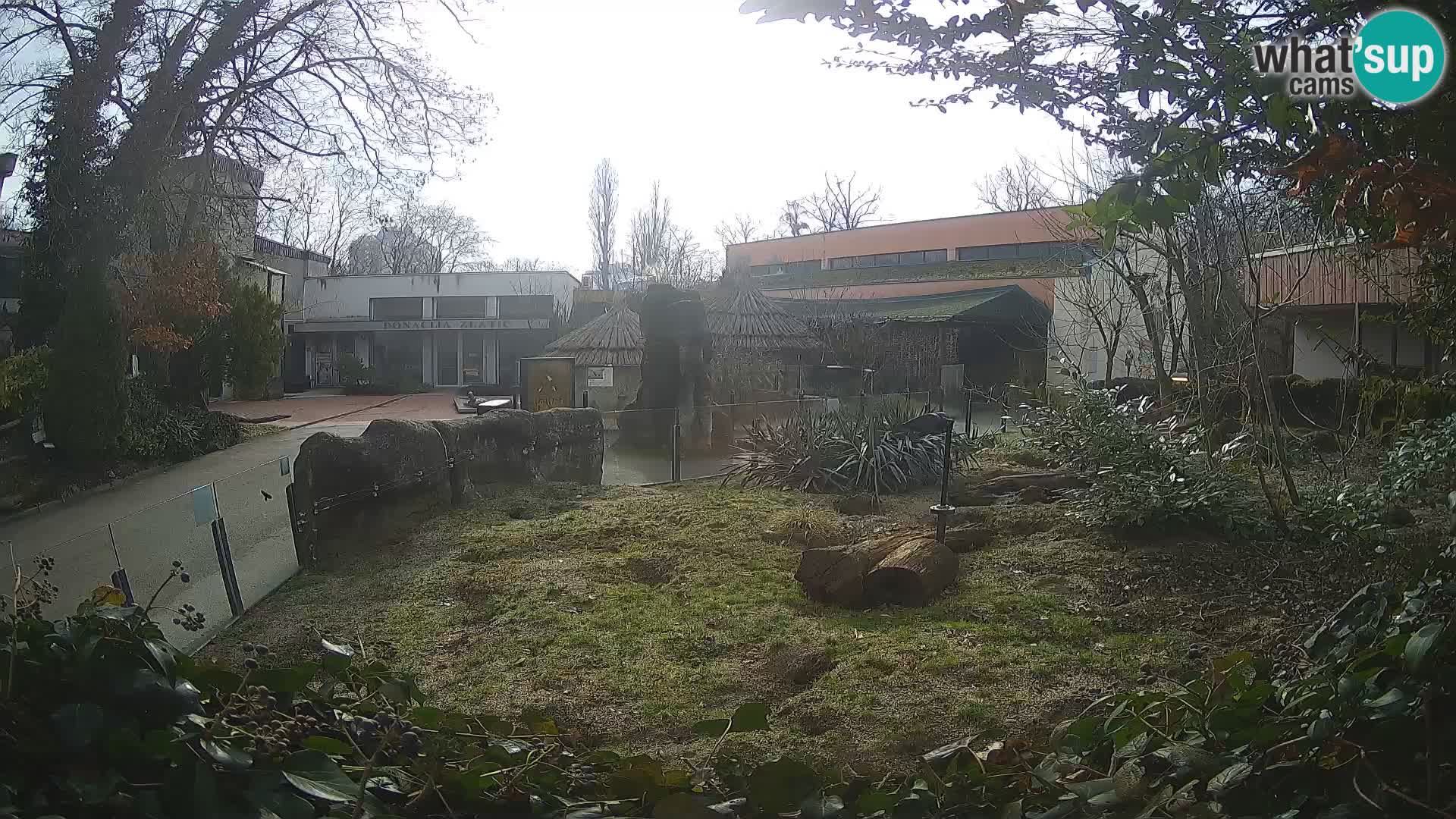 Zoo Zagreb – Suricate
