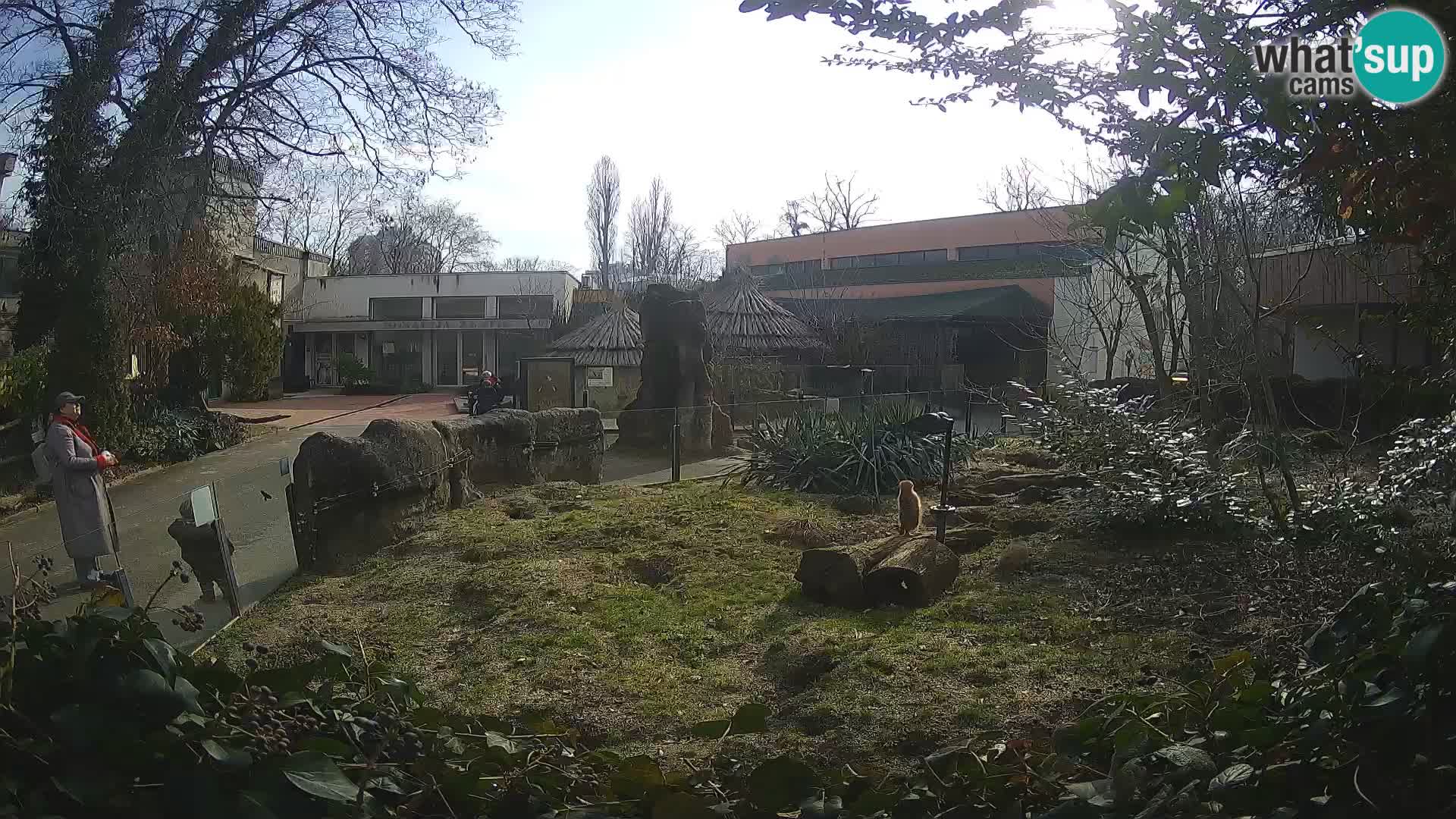 Zoo Zagreb – Surikate