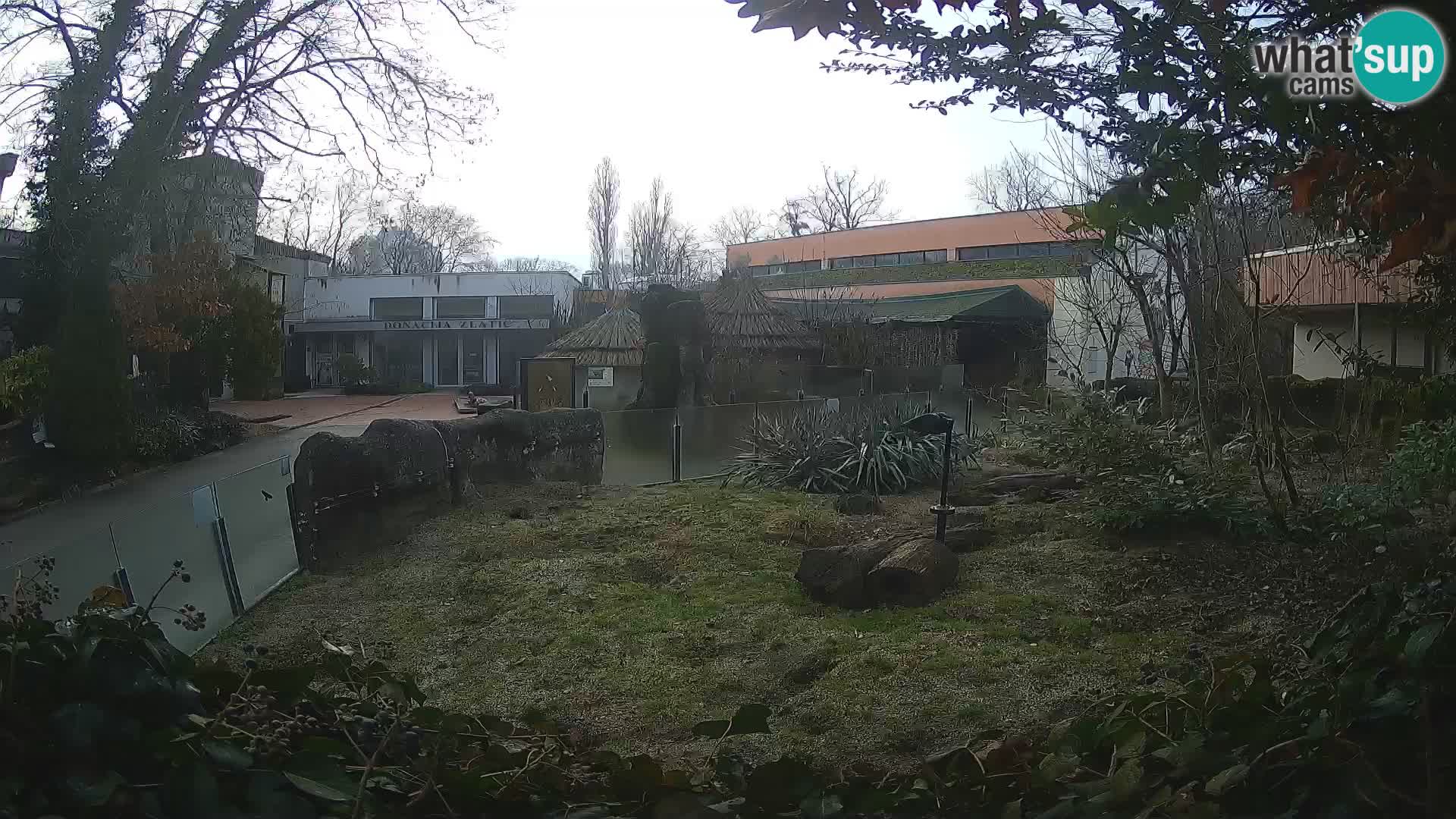 Zoo Zagreb – Suricata