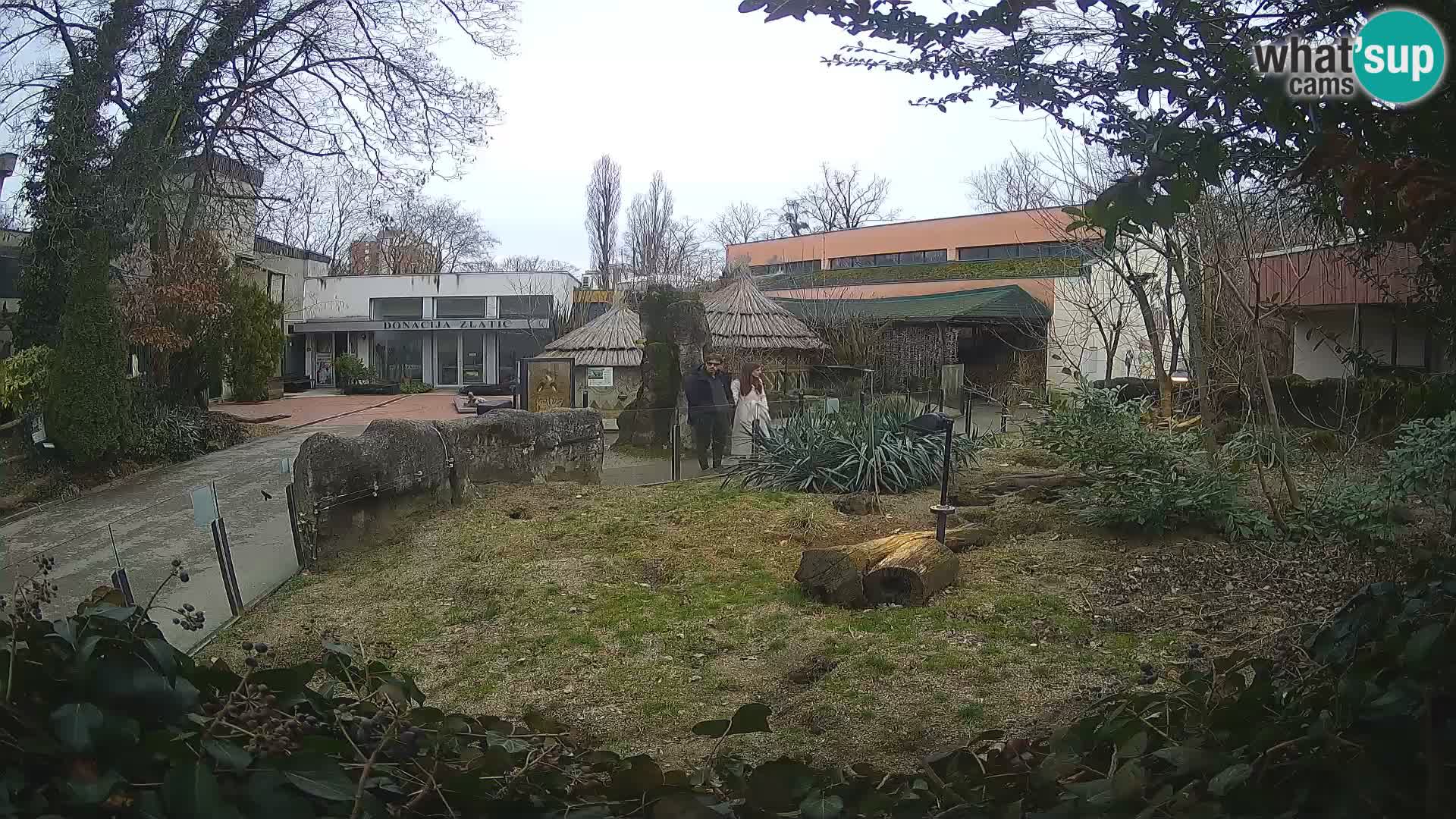 Zoo Zagreb – Merkat