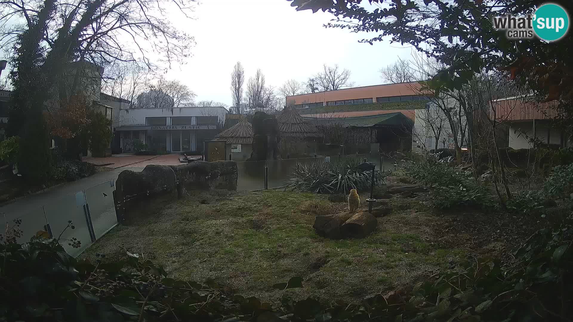 Zoo Zagreb – Suricate