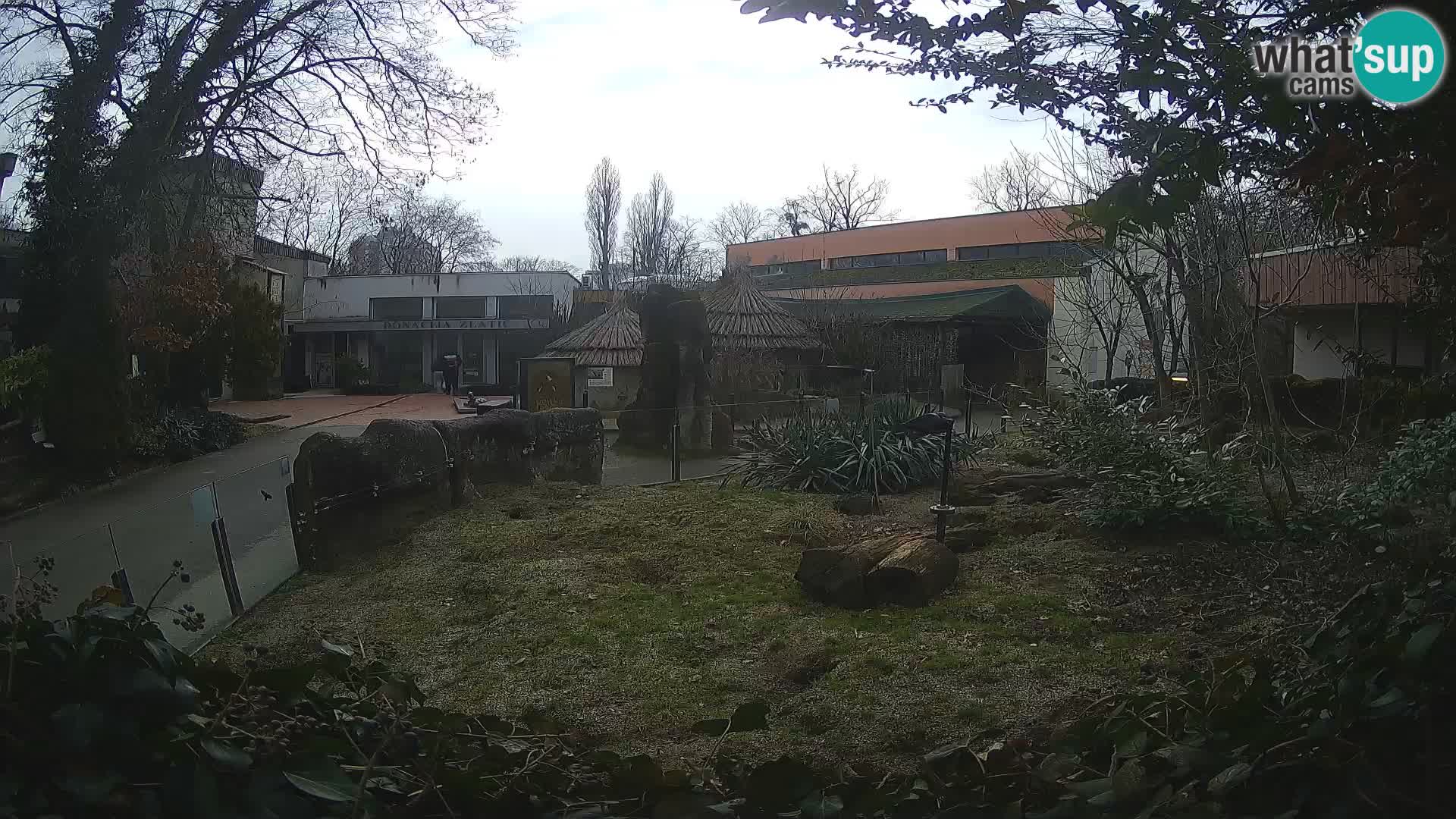 Zoo Zagreb – Suricate