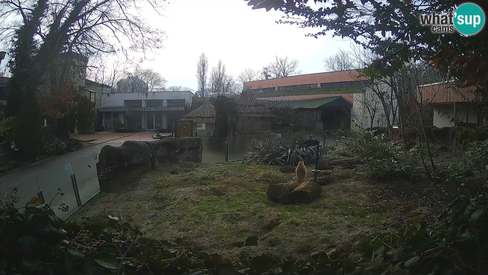 Zoo Zagreb – Merkat