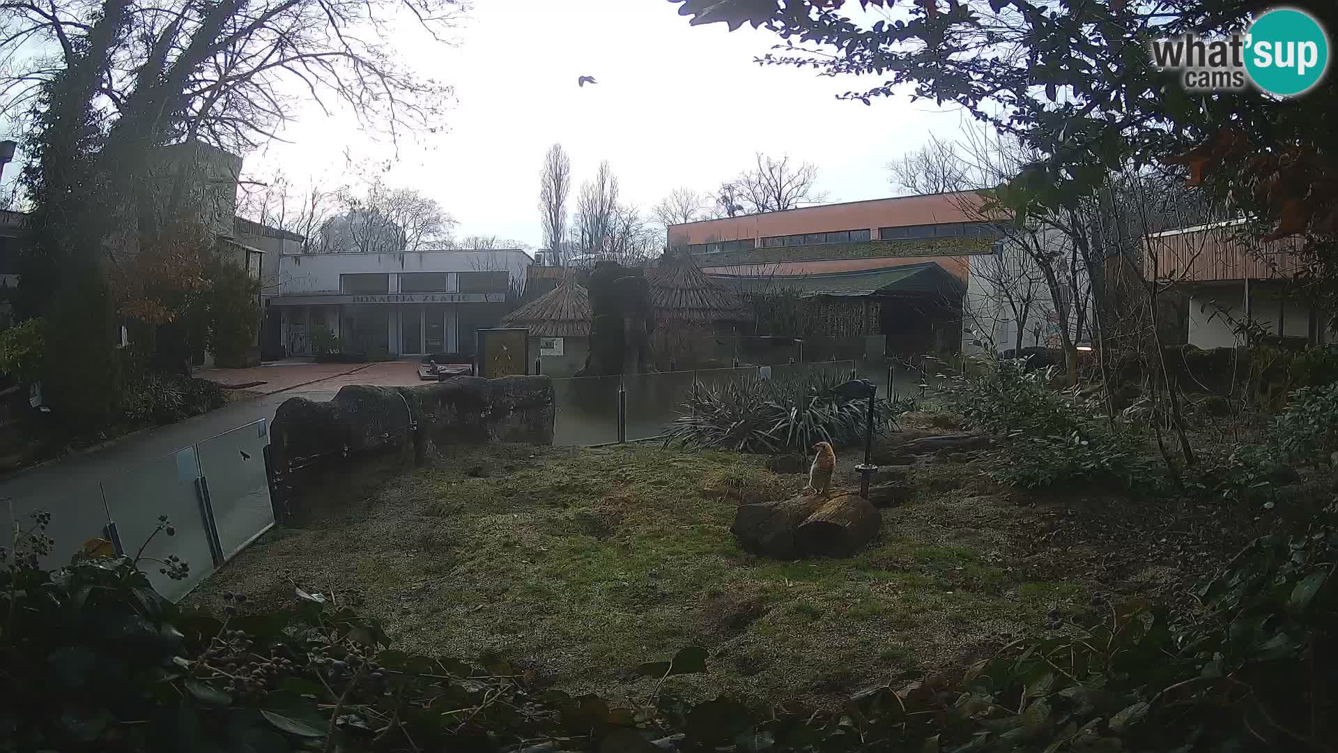 Zoo Zagreb – Suricate