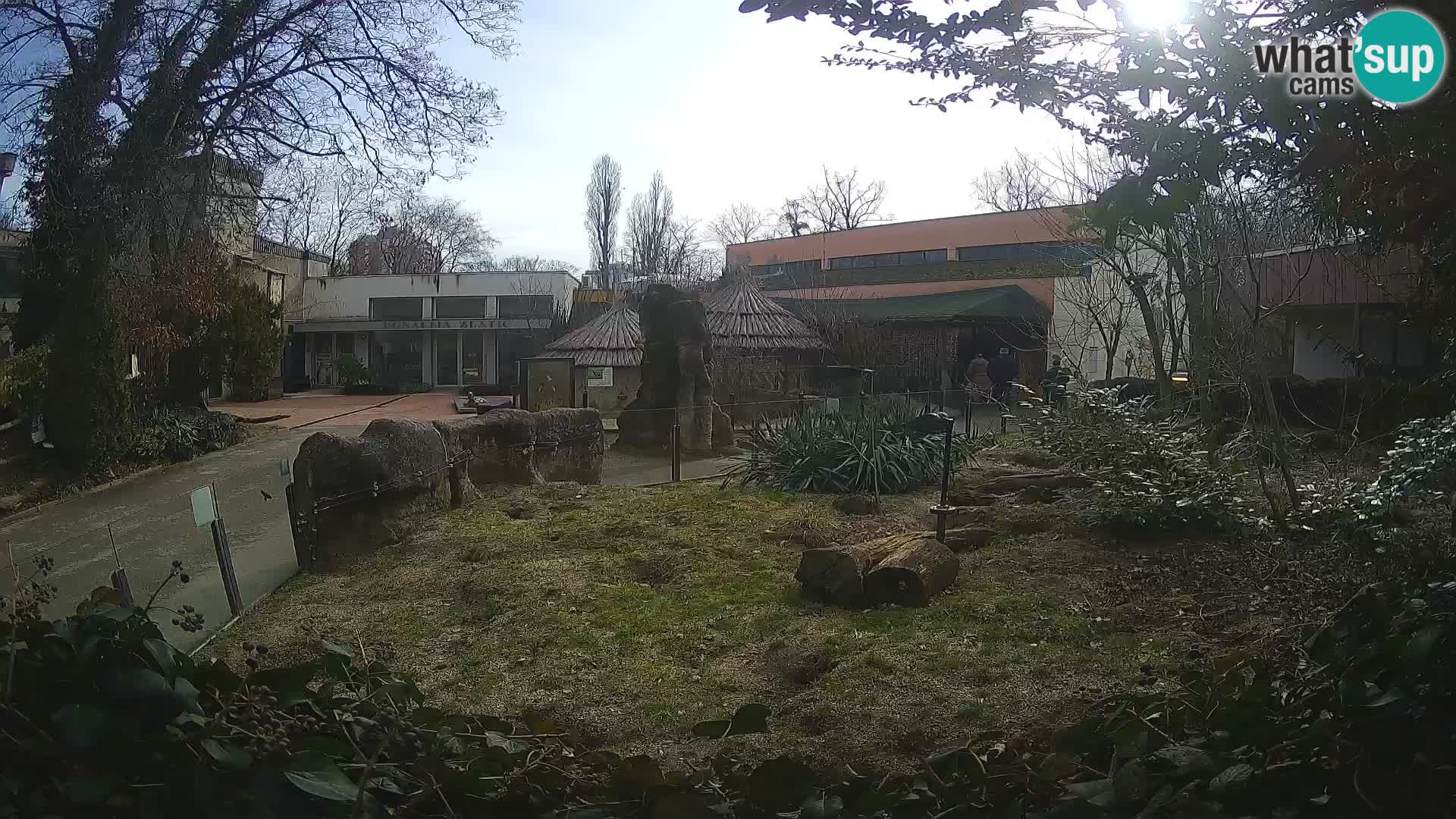 Zoo Zagreb – Suricata