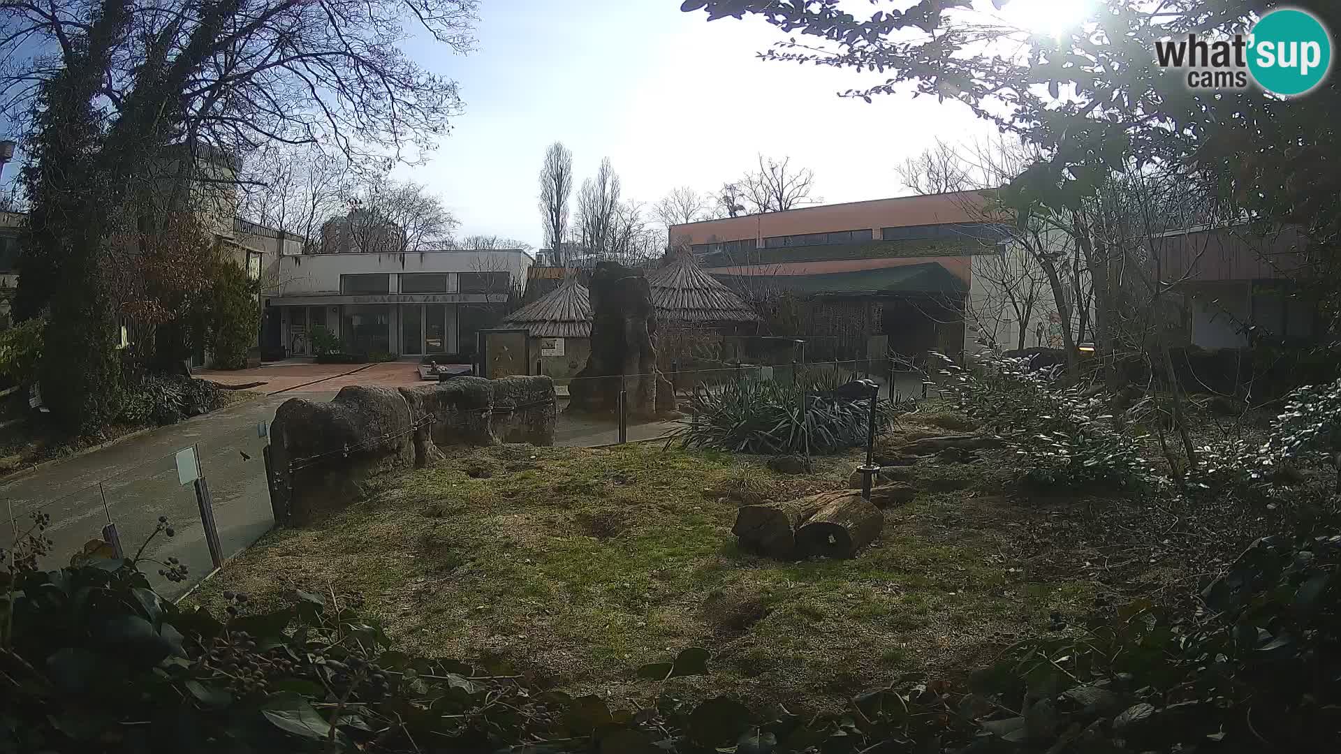 Zoo Zagreb – Suricate