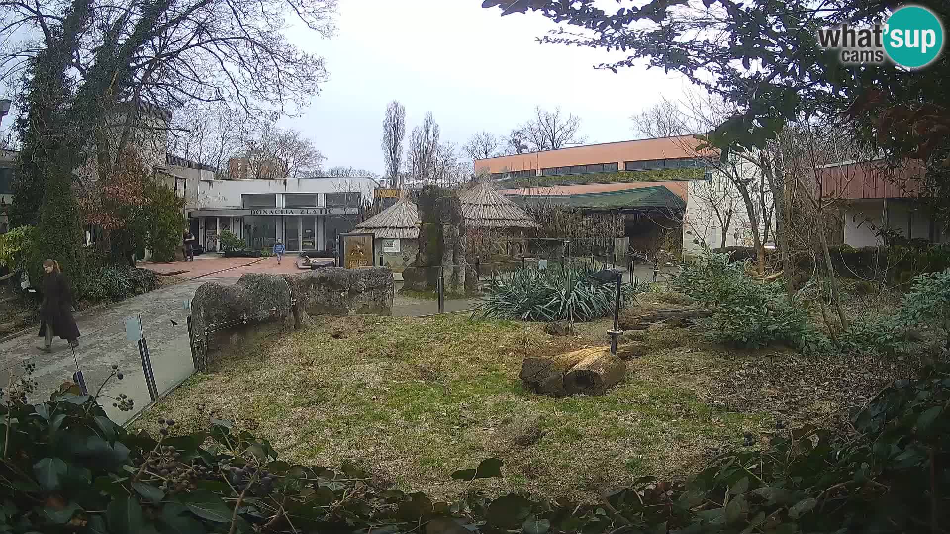 Zoo Zagreb – Suricata