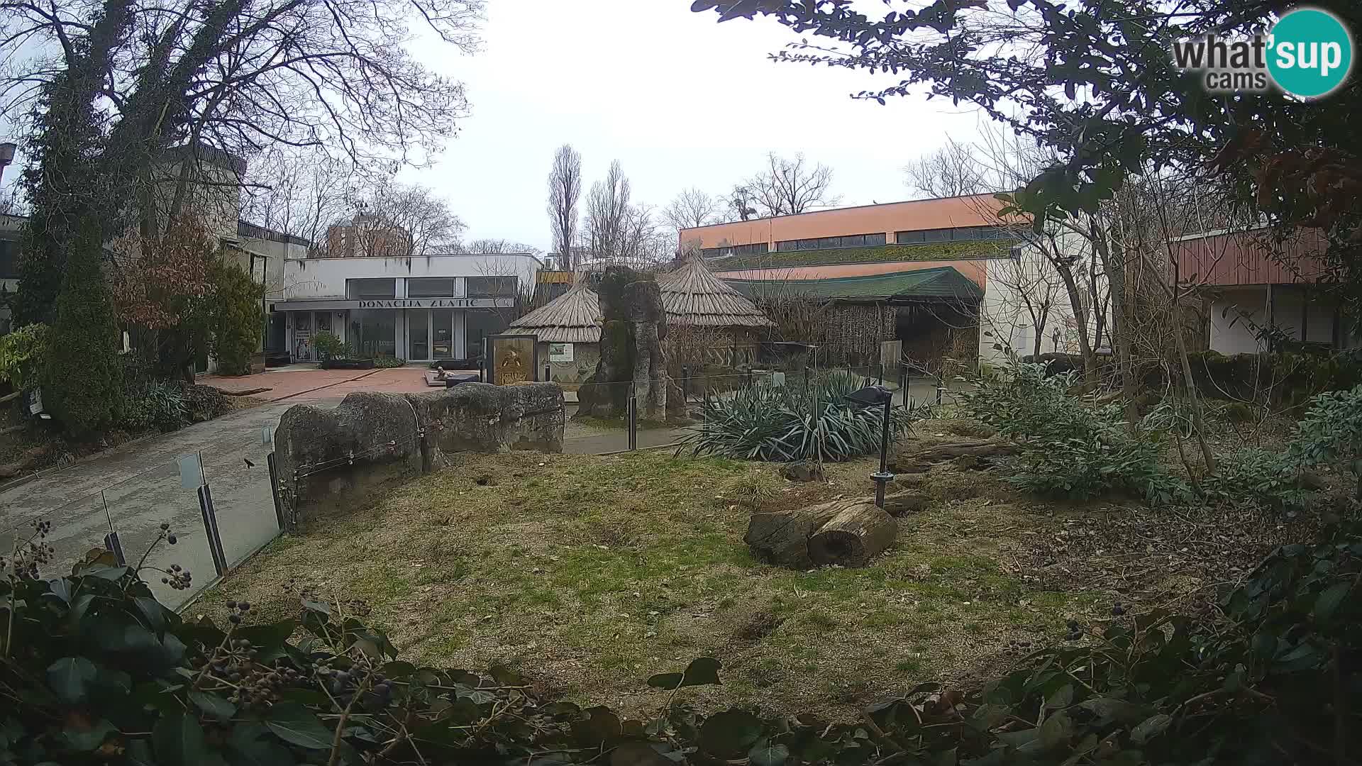 Zoo Zagreb – Merkat
