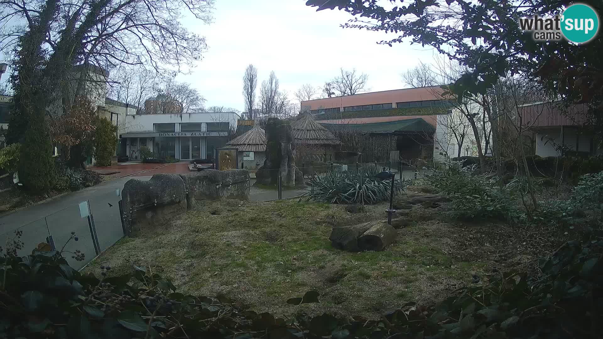 Zoo Zagreb – Merkat
