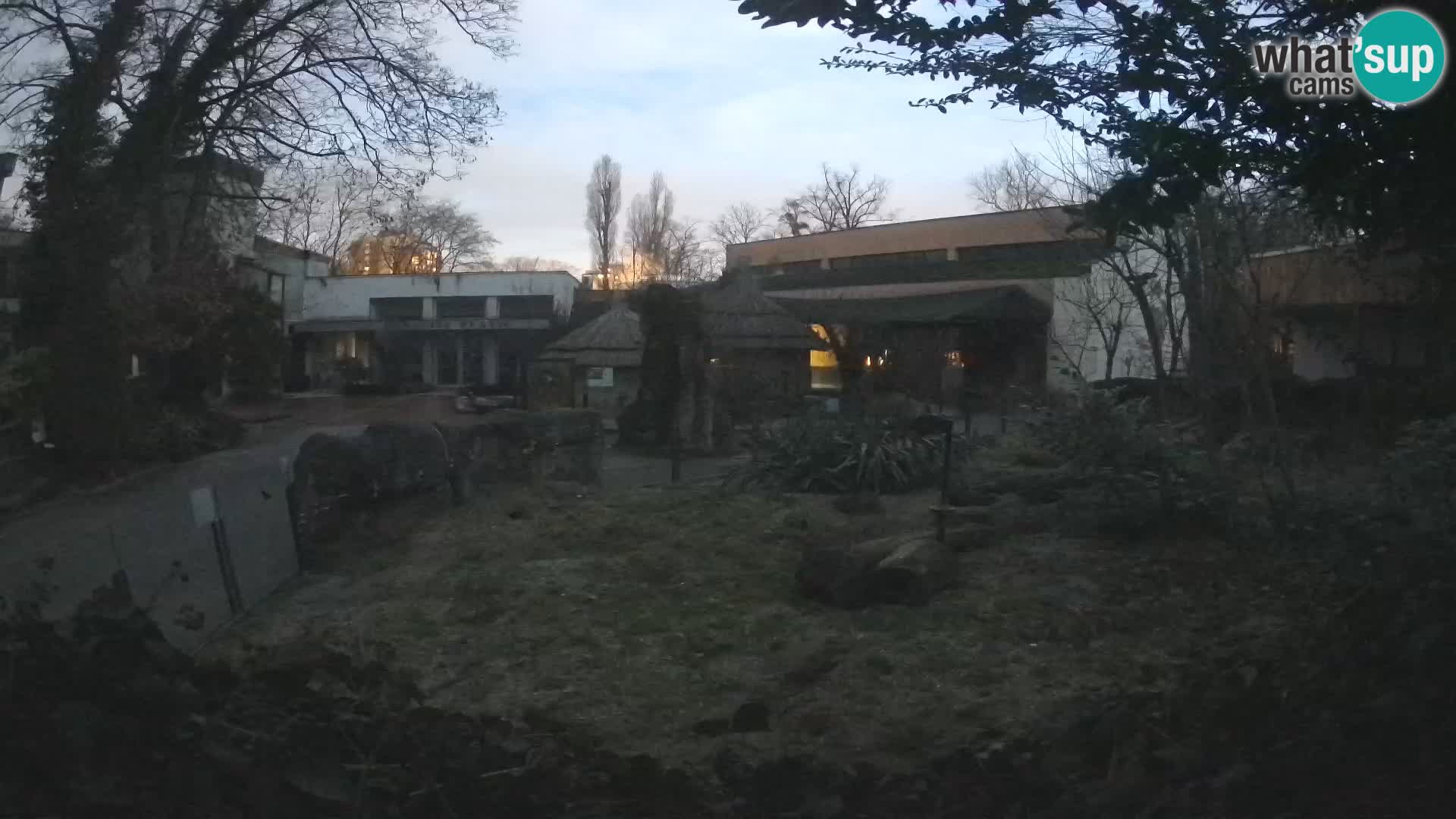 Zoo Zagreb – Suricata