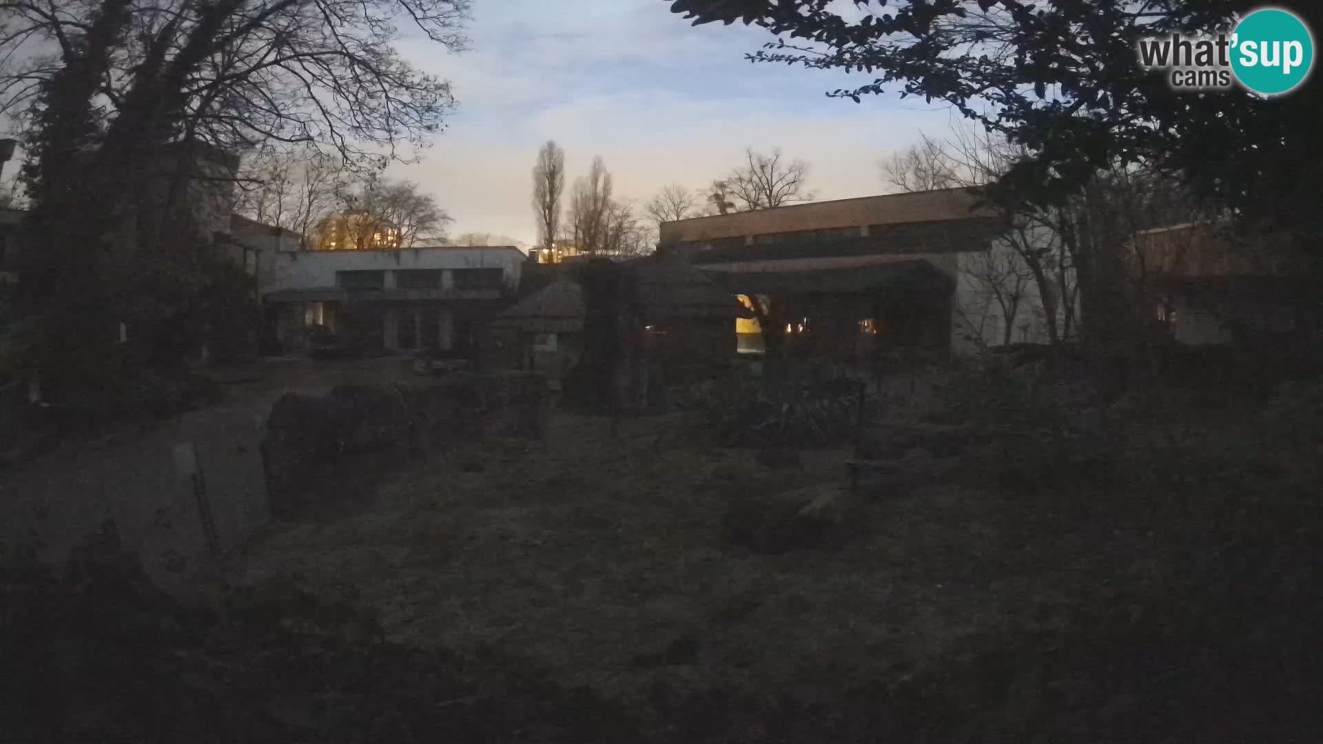 Zoo Zagreb – Suricate