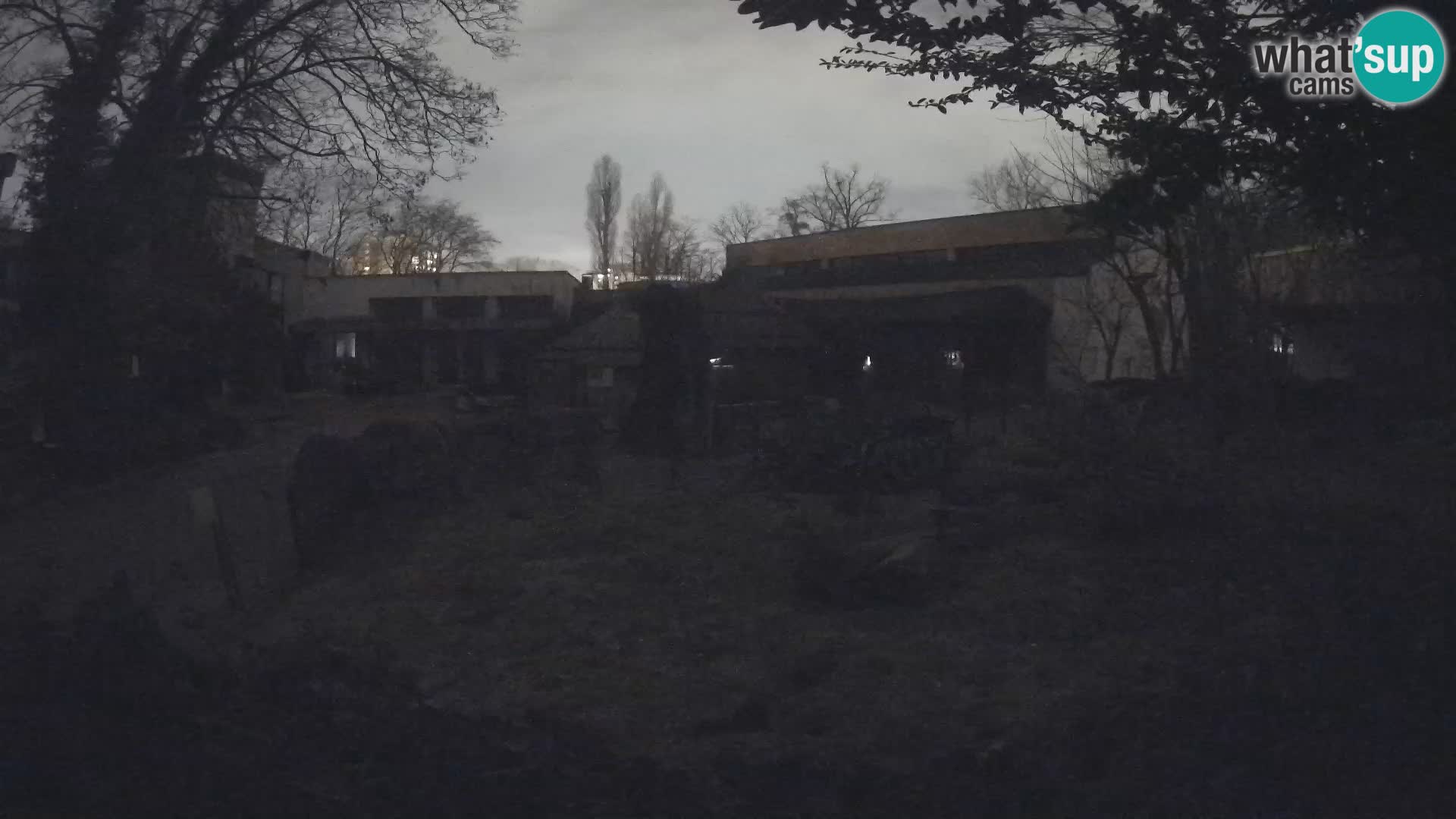 Zoo Zagreb – Suricata