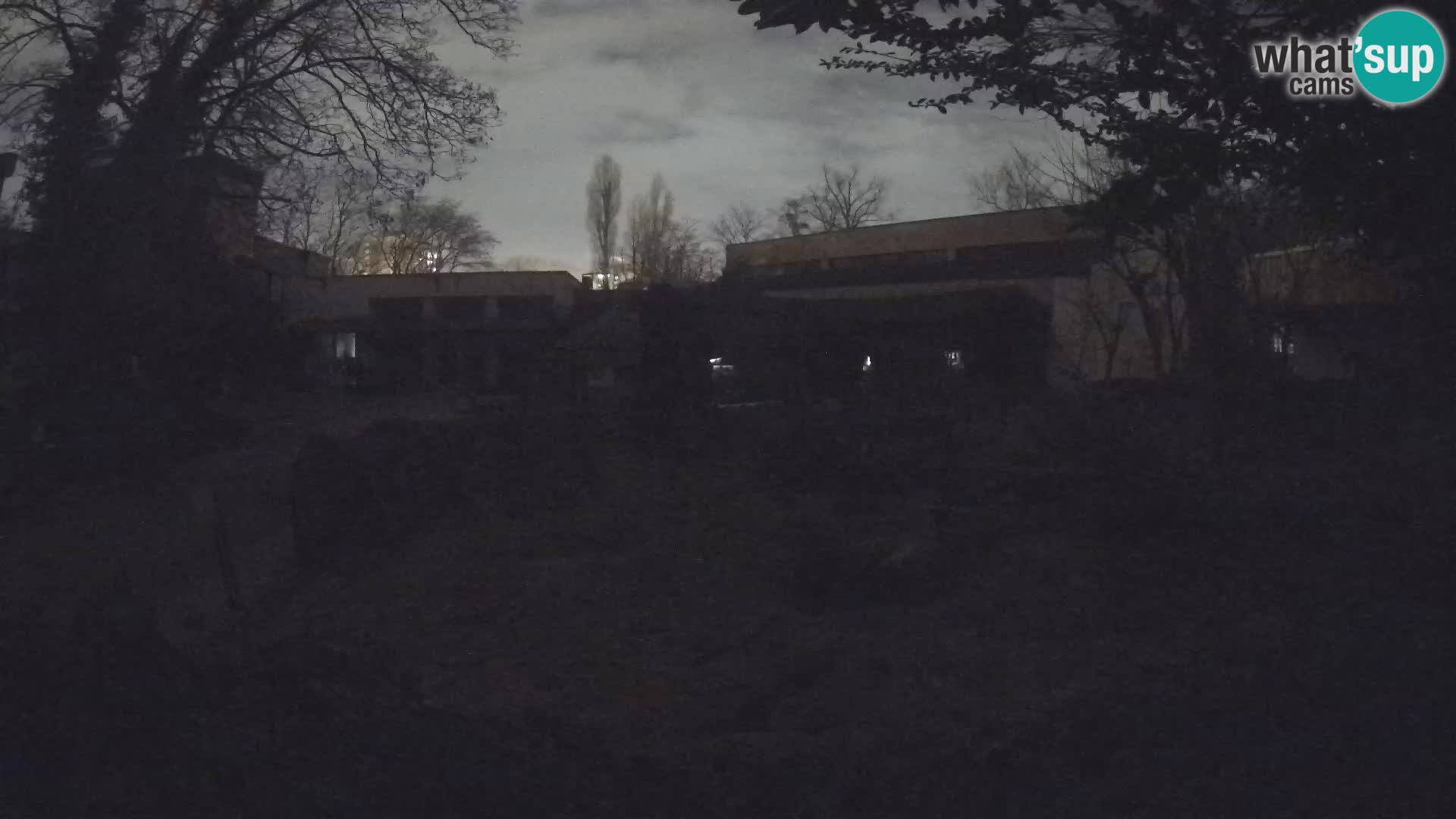 Zoo Zagreb – Suricata