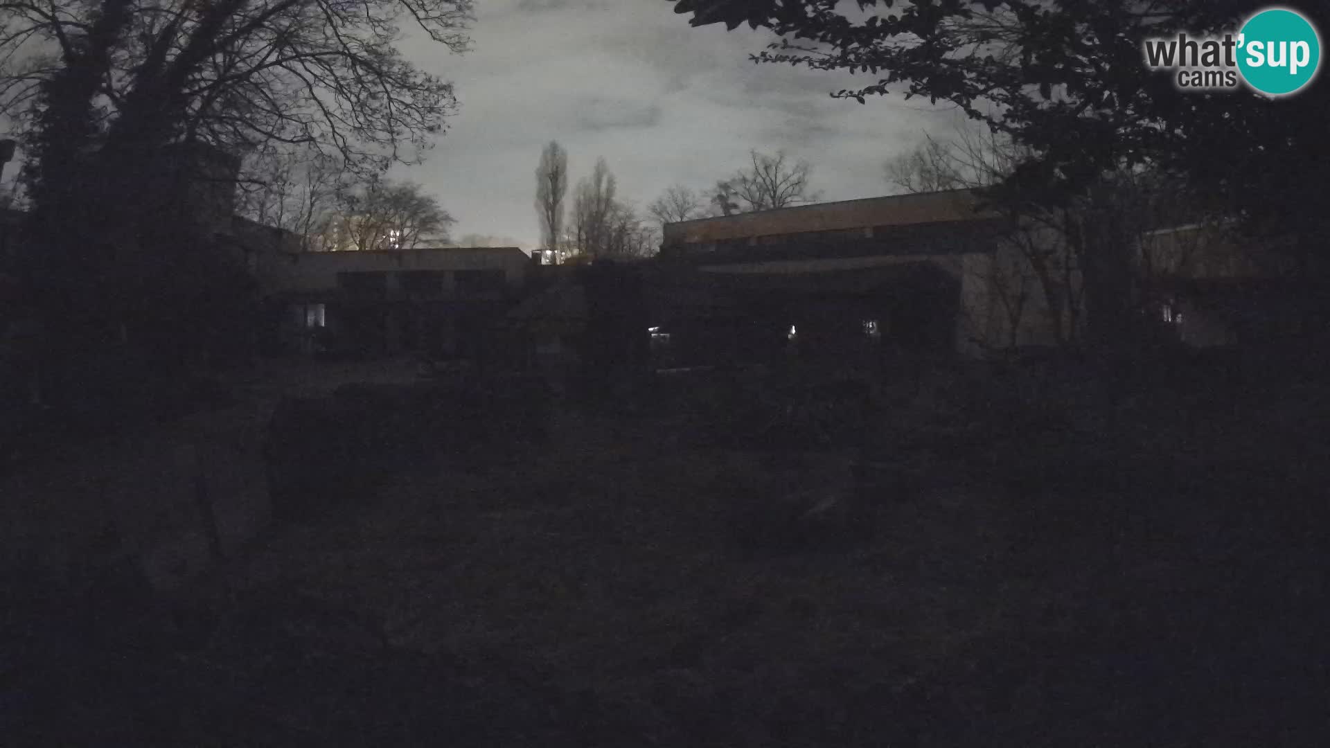 Zoo Zagreb – Suricate