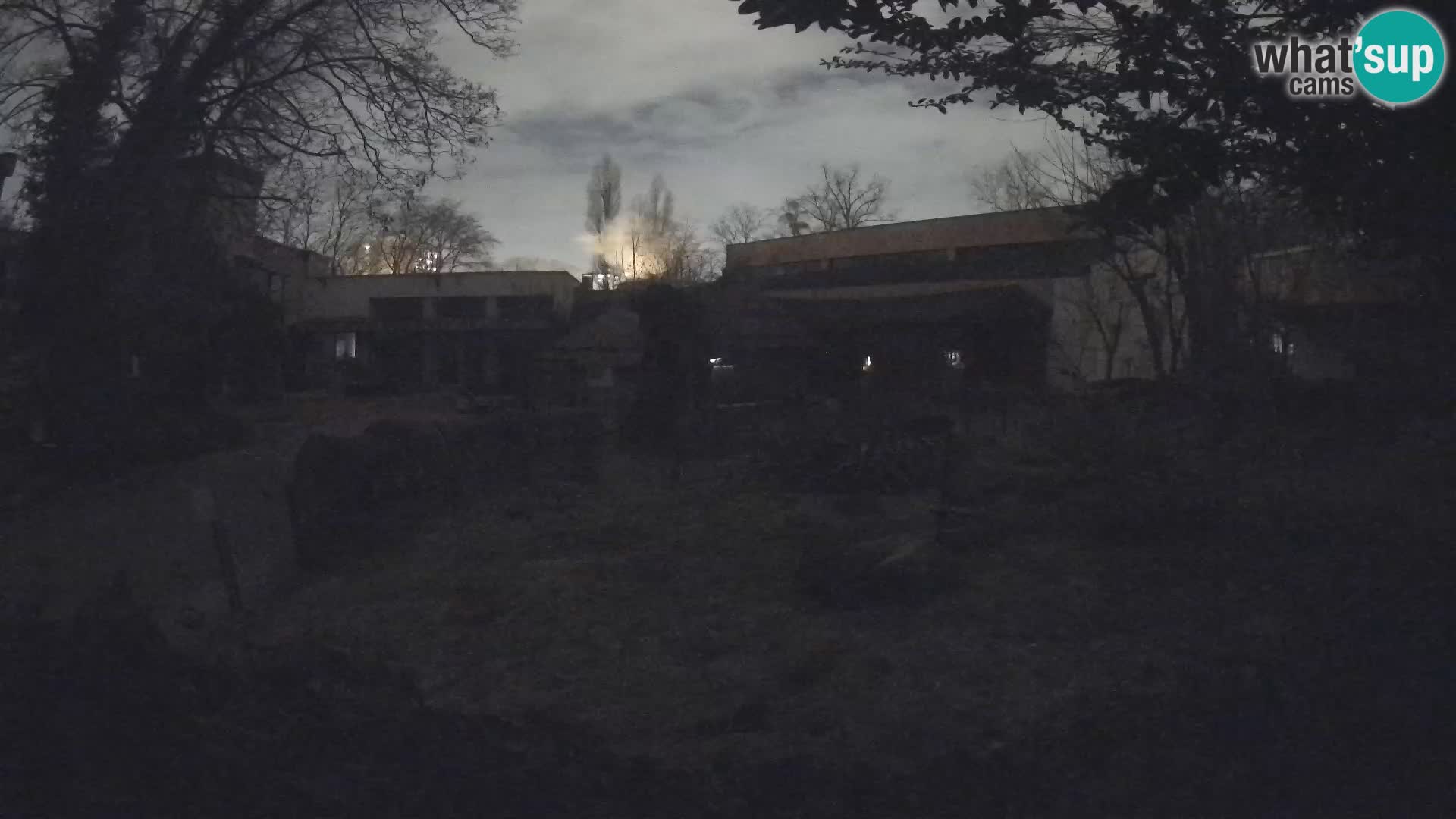 Zoo Zagreb – Suricate