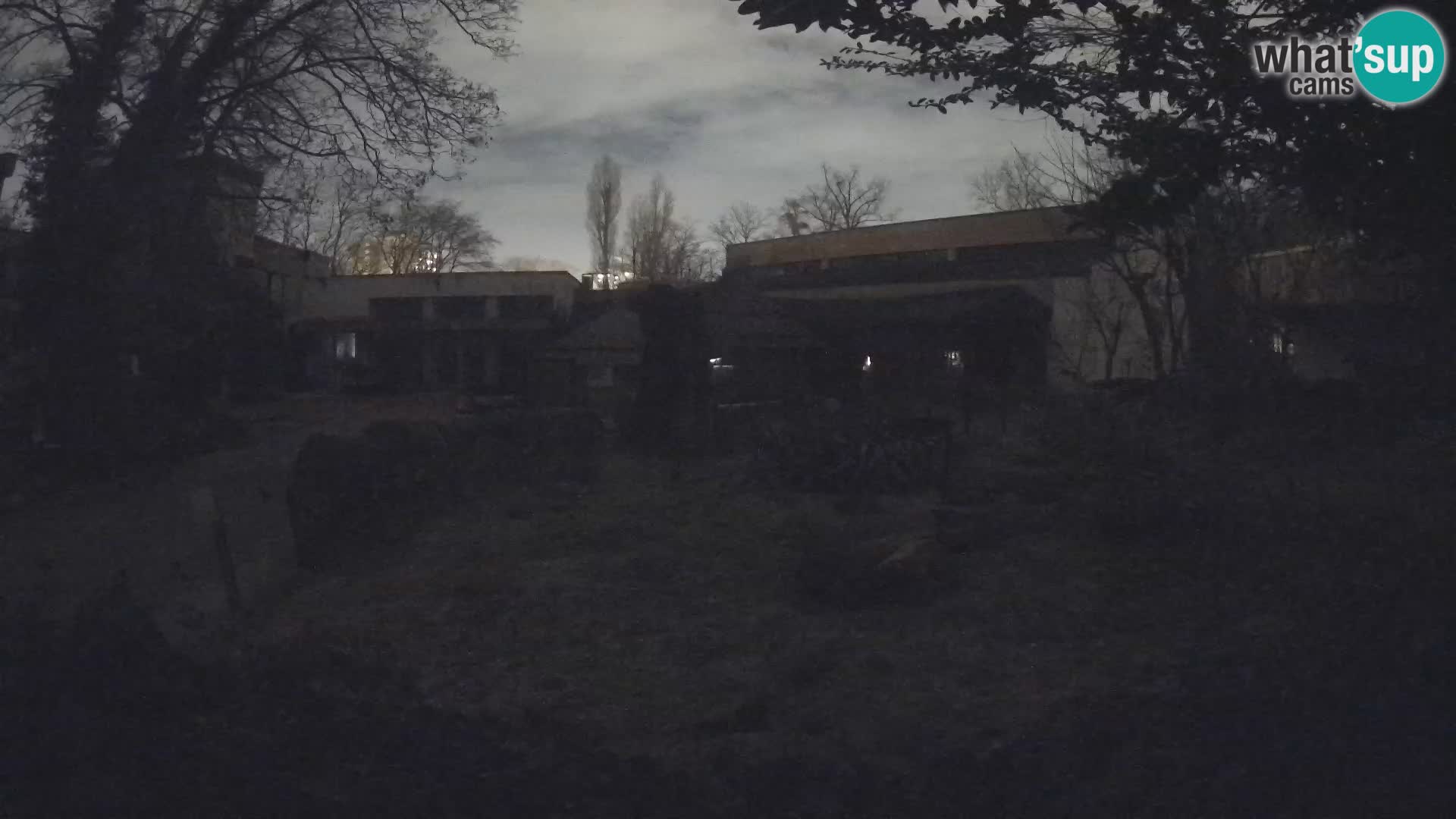 Zoo Zagreb – Suricata