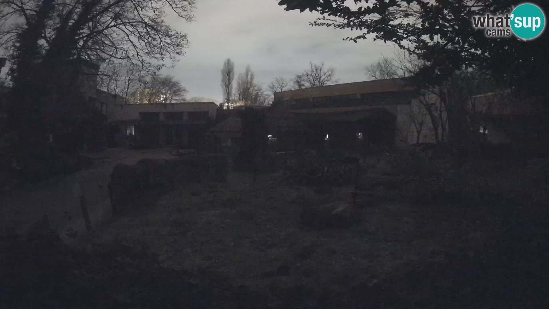 Zoo Zagreb – Surikate