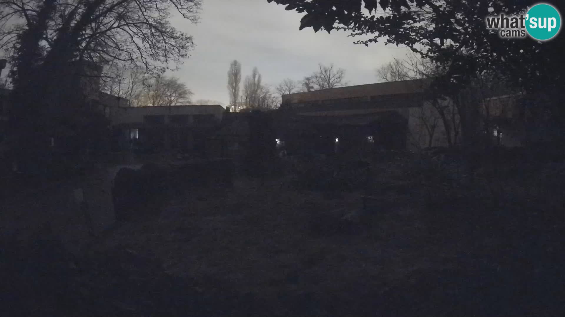 Zoo Zagreb – Suricate