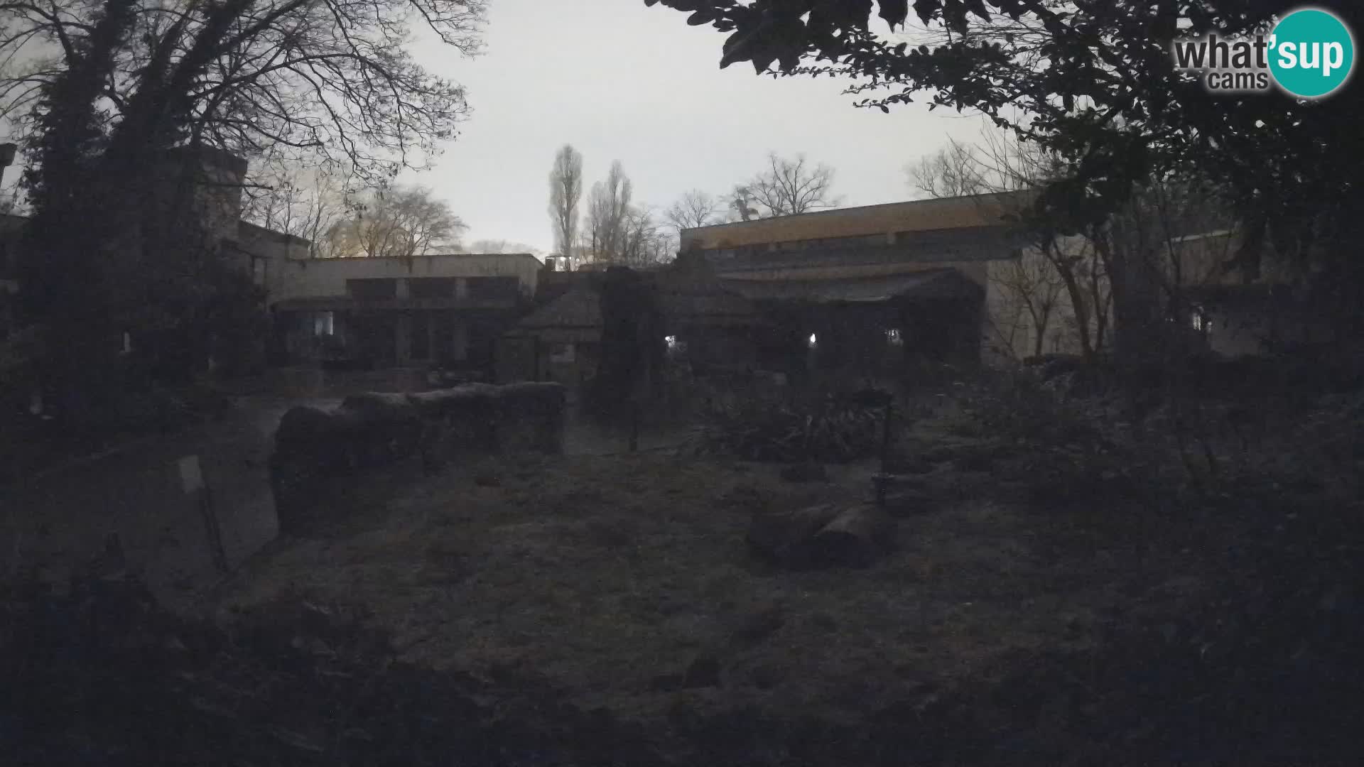 Zoo Zagreb – Surikate