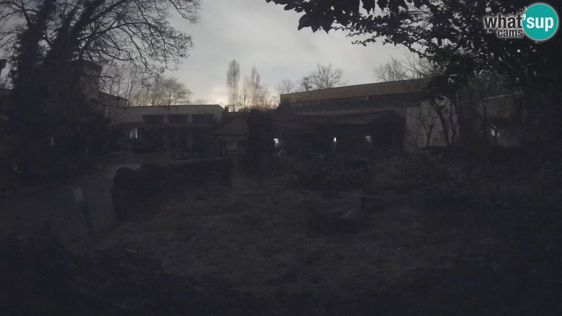 Zoo Zagreb – Merkat