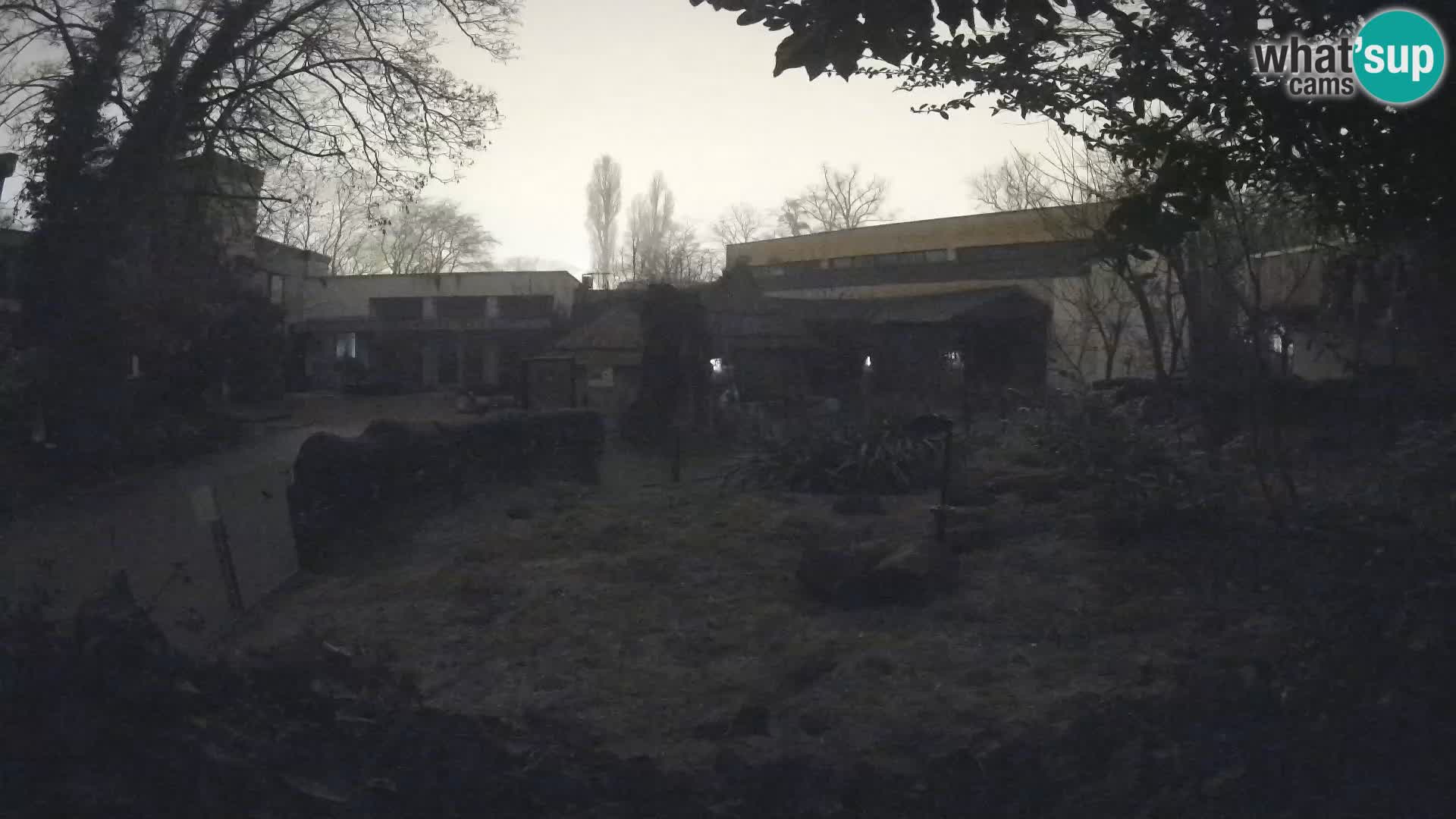 Zoo Zagreb – Suricate