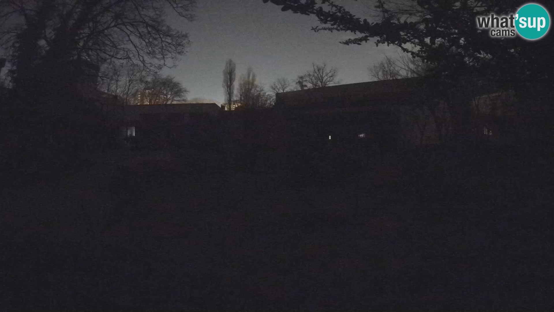 Zoo Zagreb – Suricata