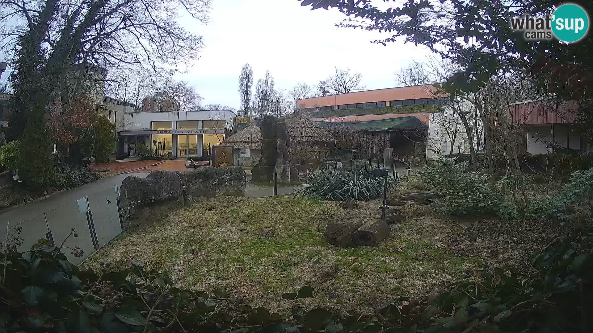 Zoo Zagreb – Suricata